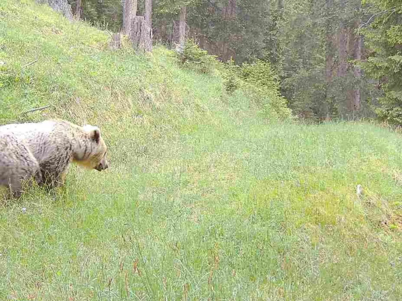 Un orso bruno cammina su un sentiero erboso circondato da alberi verdi.