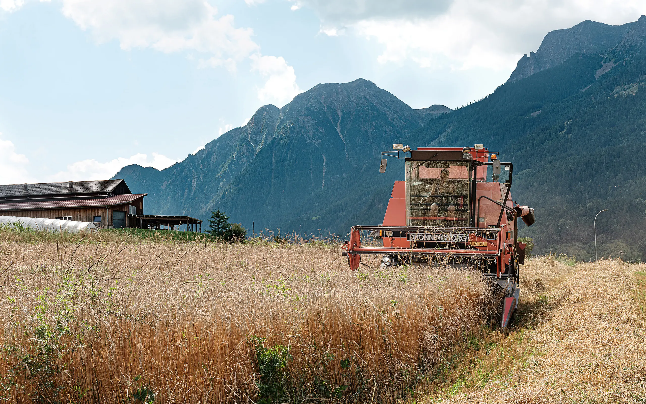 mietitrebbiatrice mentre sta trebbiando un campo di grano in Valposchiavo