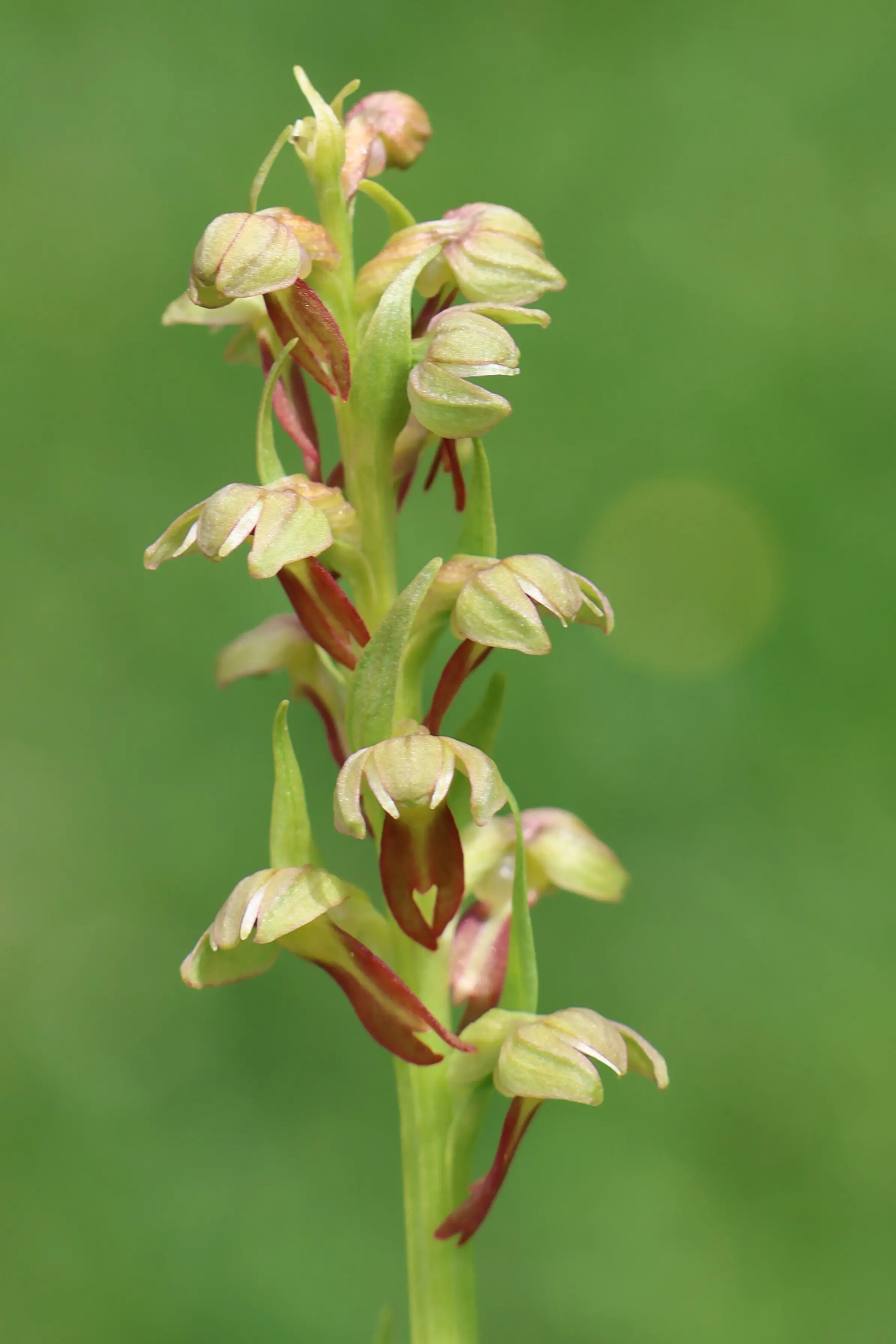 Un'orchidea con fiori a forma di labbro, di colore verde chiaro con sfumature rosse, disposti in un'infiorescenza verticale su uno sfondo verde sfocato.