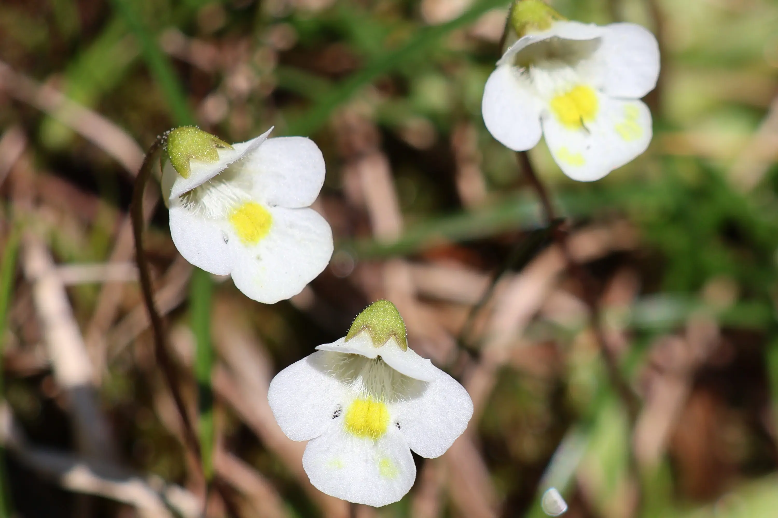 Tre fiori bianchi con petali a forma di campana e leggeri tocchi gialli al centro. Crescono in un contesto di erba verde e rami secchi sullo sfondo.