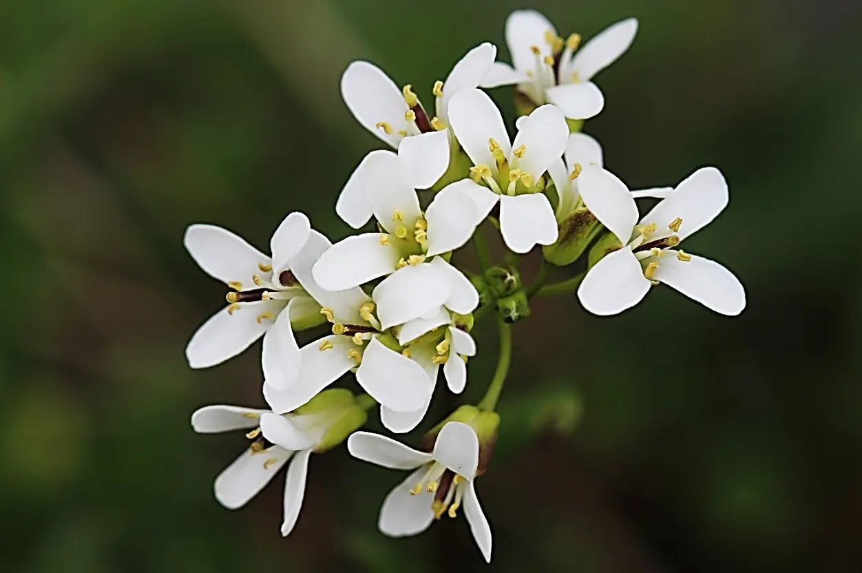 Fiori bianchi con petali sottili e stami gialli, disposti a grappolo su uno stelo verde.