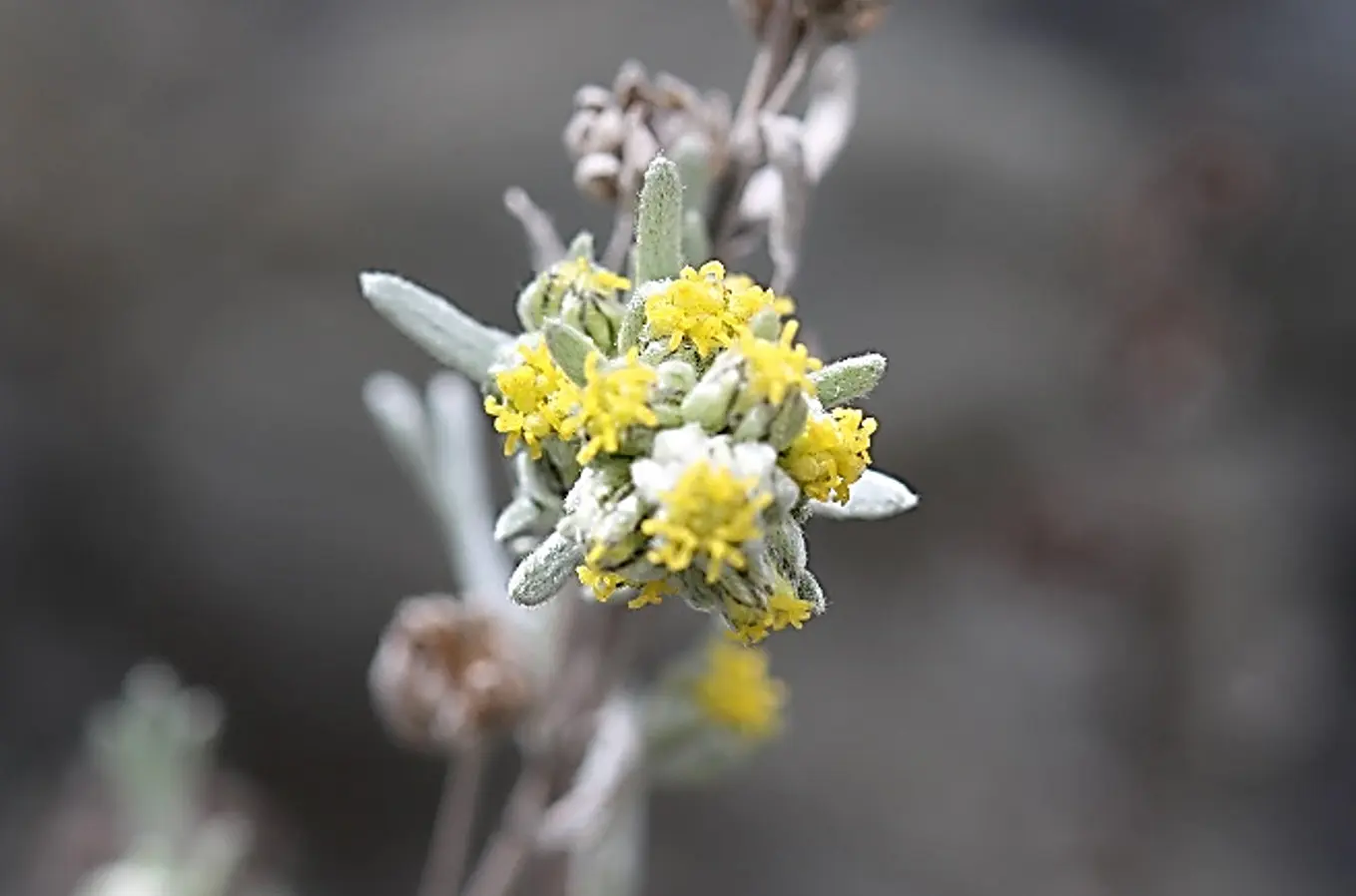 Fiori gialli morbidi e piccoli circondati da foglie grigie su uno stelo sottile.