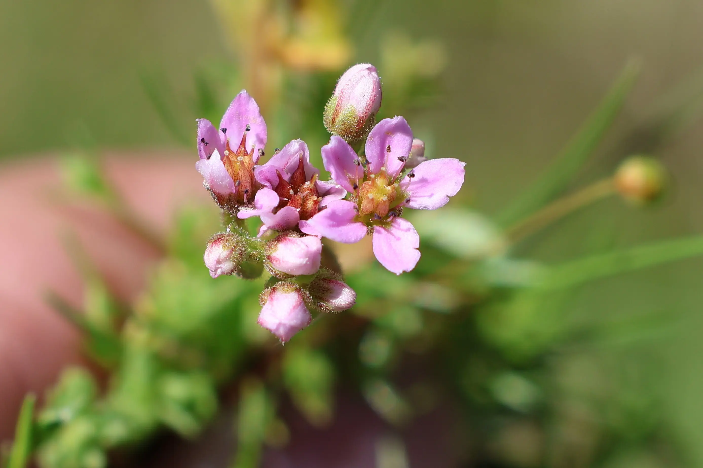 Fiori viola chiaro con petali piccoli e numerosi boccioli su uno sfondo verde.