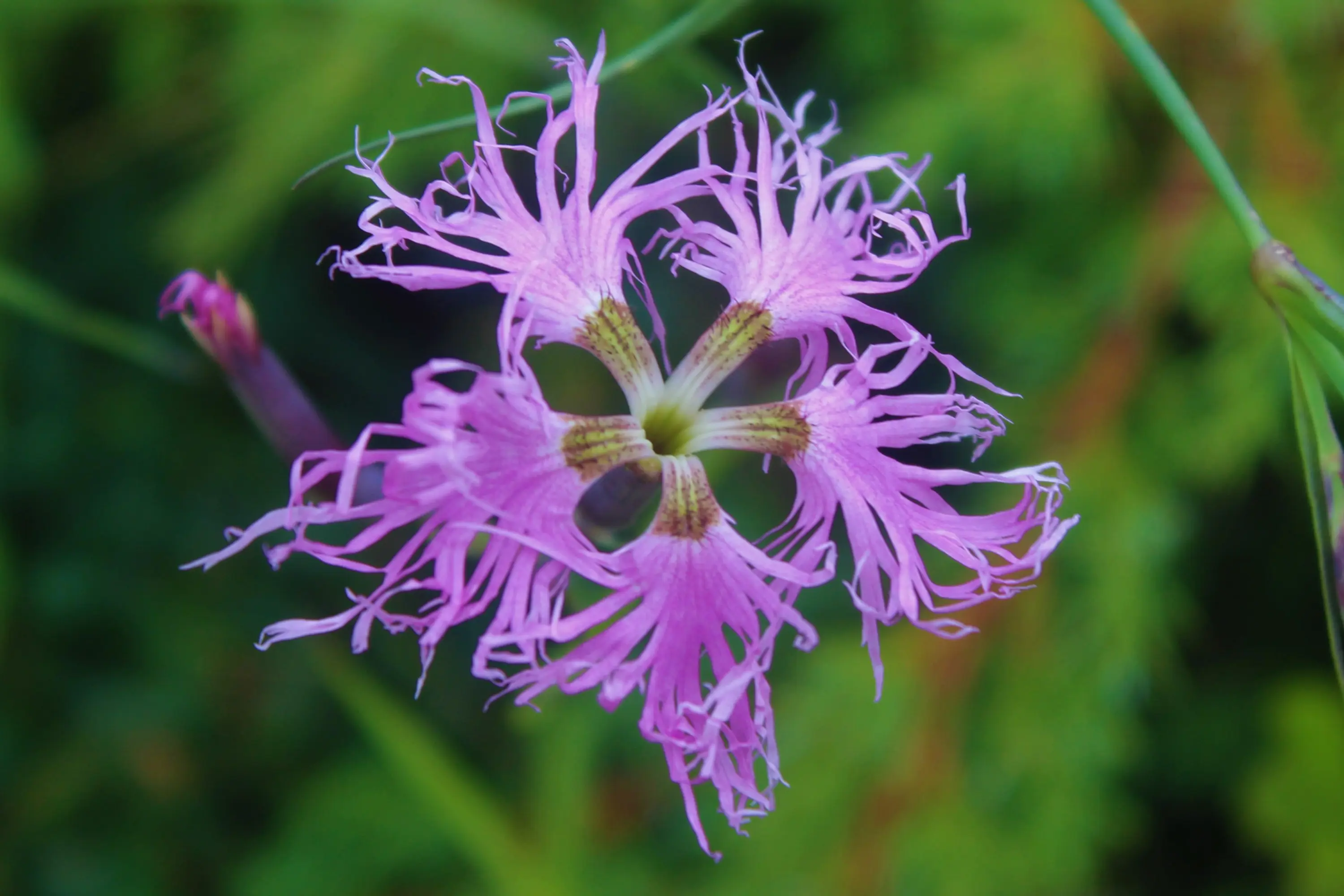 Fiore di color rosa, con petali lunghi e frangiati, posto su uno sfondo verde.