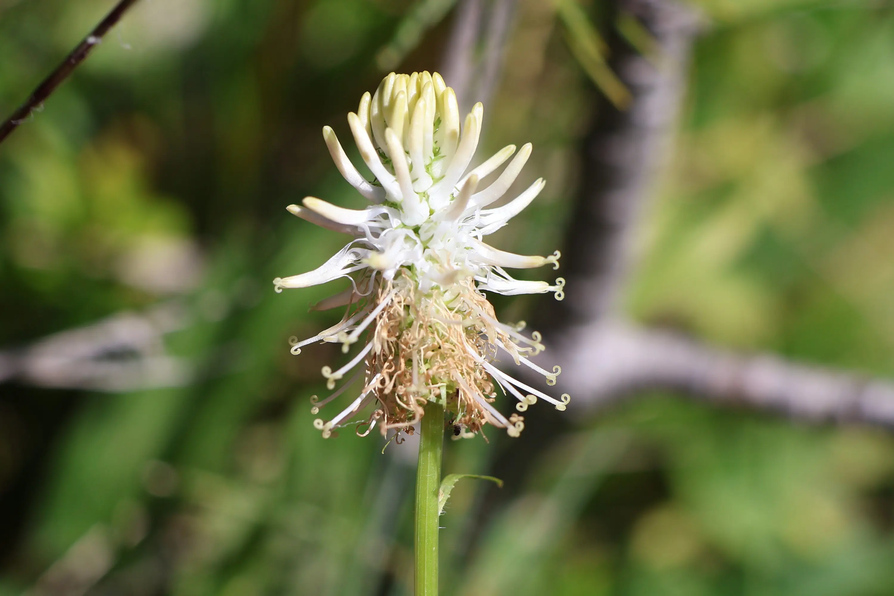 Fiore con petali bianchi e verdastri che si allungano, dotati di filamenti sottili e curvi. Sfondo naturale con vegetazione verde.