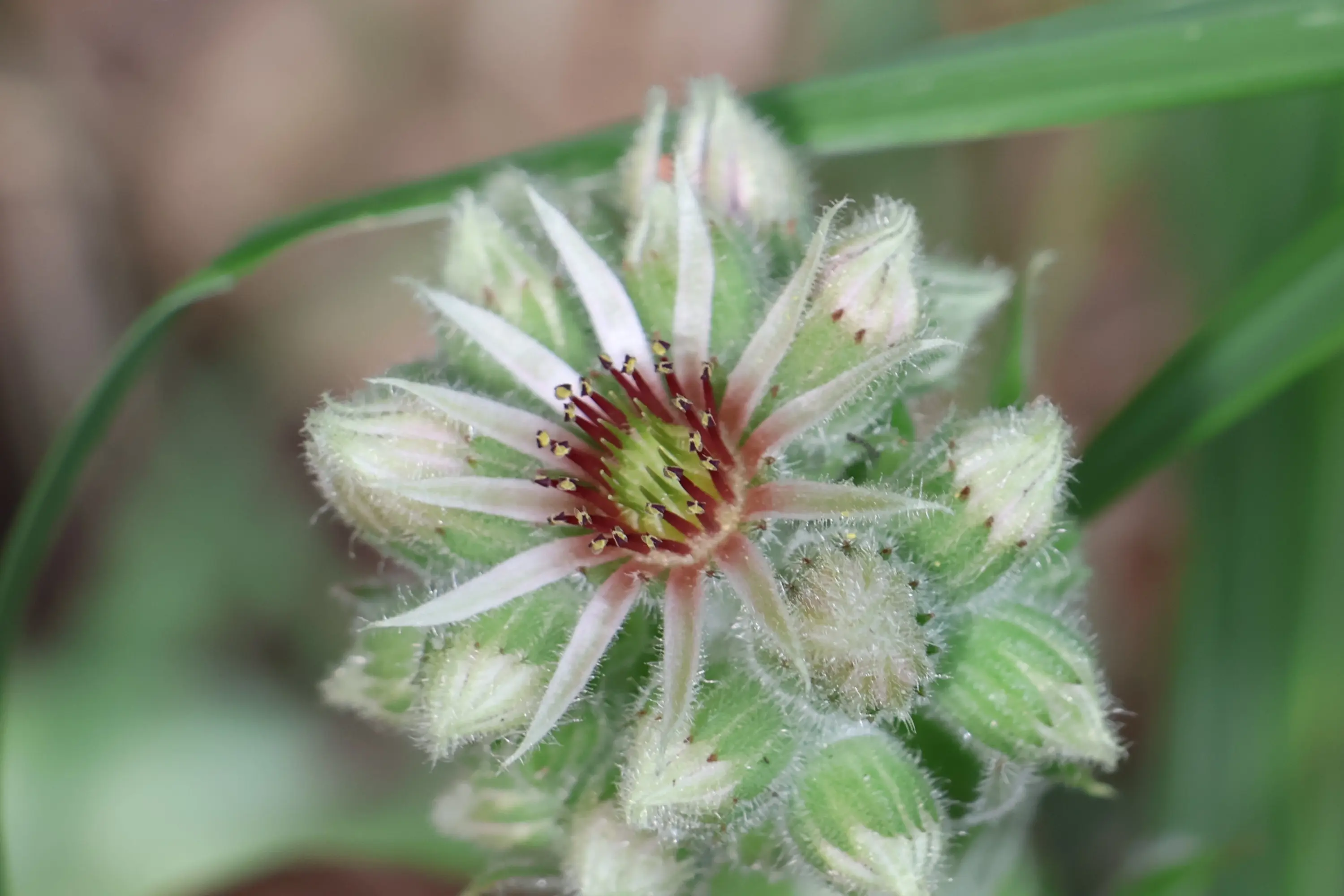 Fiore di pianta con petali bianchi, punte rosse e stami verdi, circondato da gemme pelose. Foglie verdi sfocano sullo sfondo.