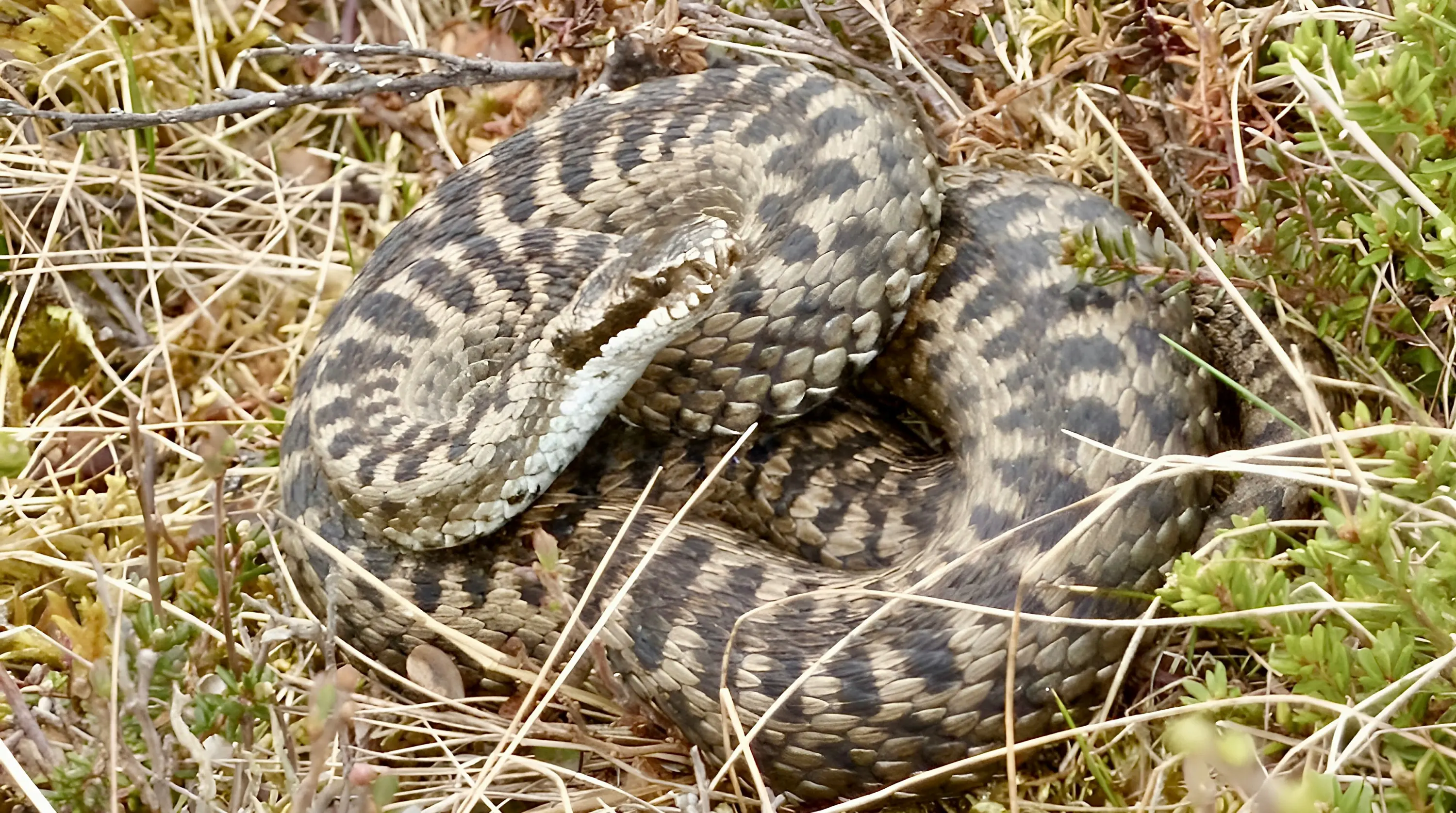 Serpente arrotolato tra l'erba secca e i licheni. Scaglie con motivi marroni e beige che si mimetizzano con l'ambiente circostante.