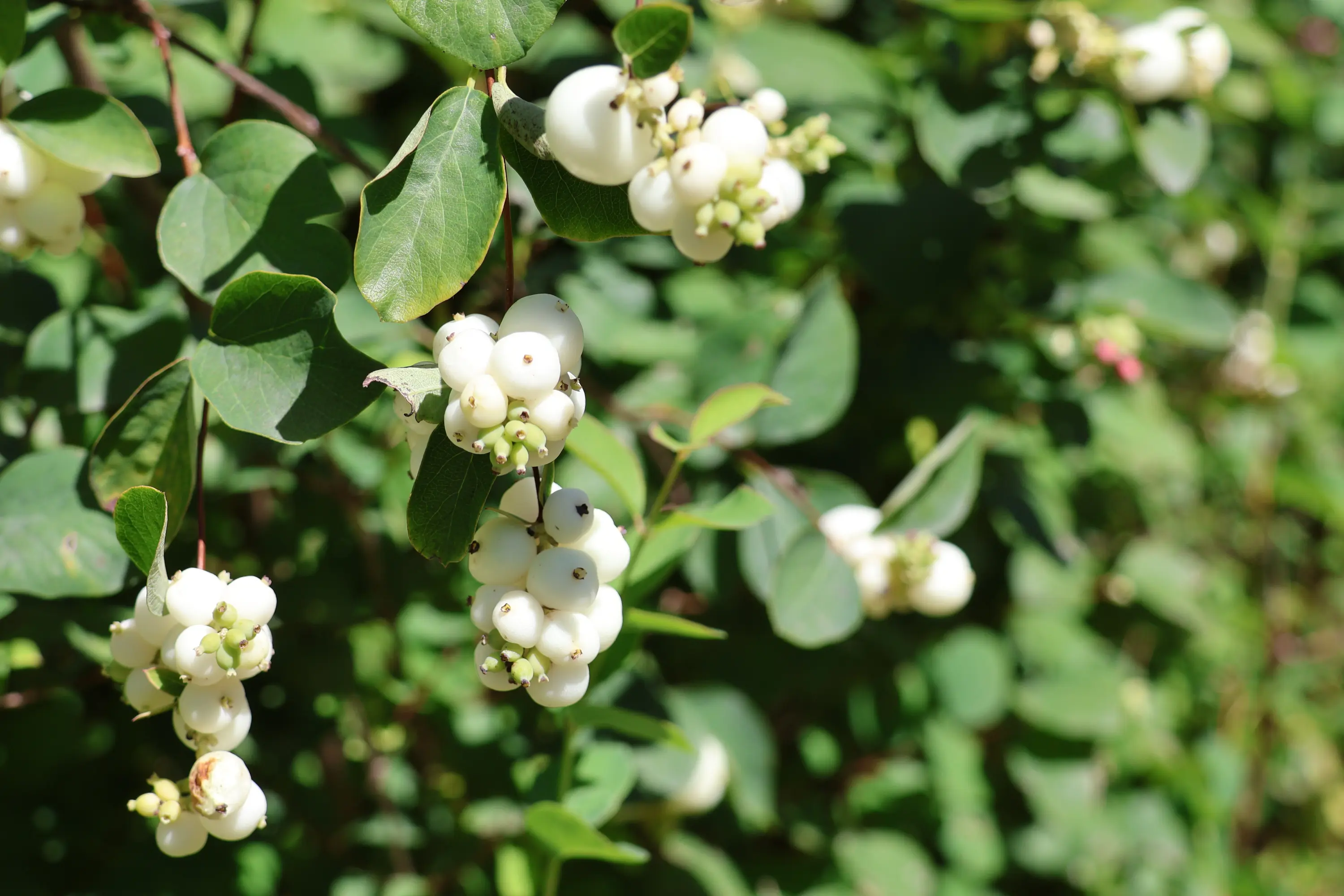 Bacche bianche rotonde su un ramo, circondate da foglie verdi.