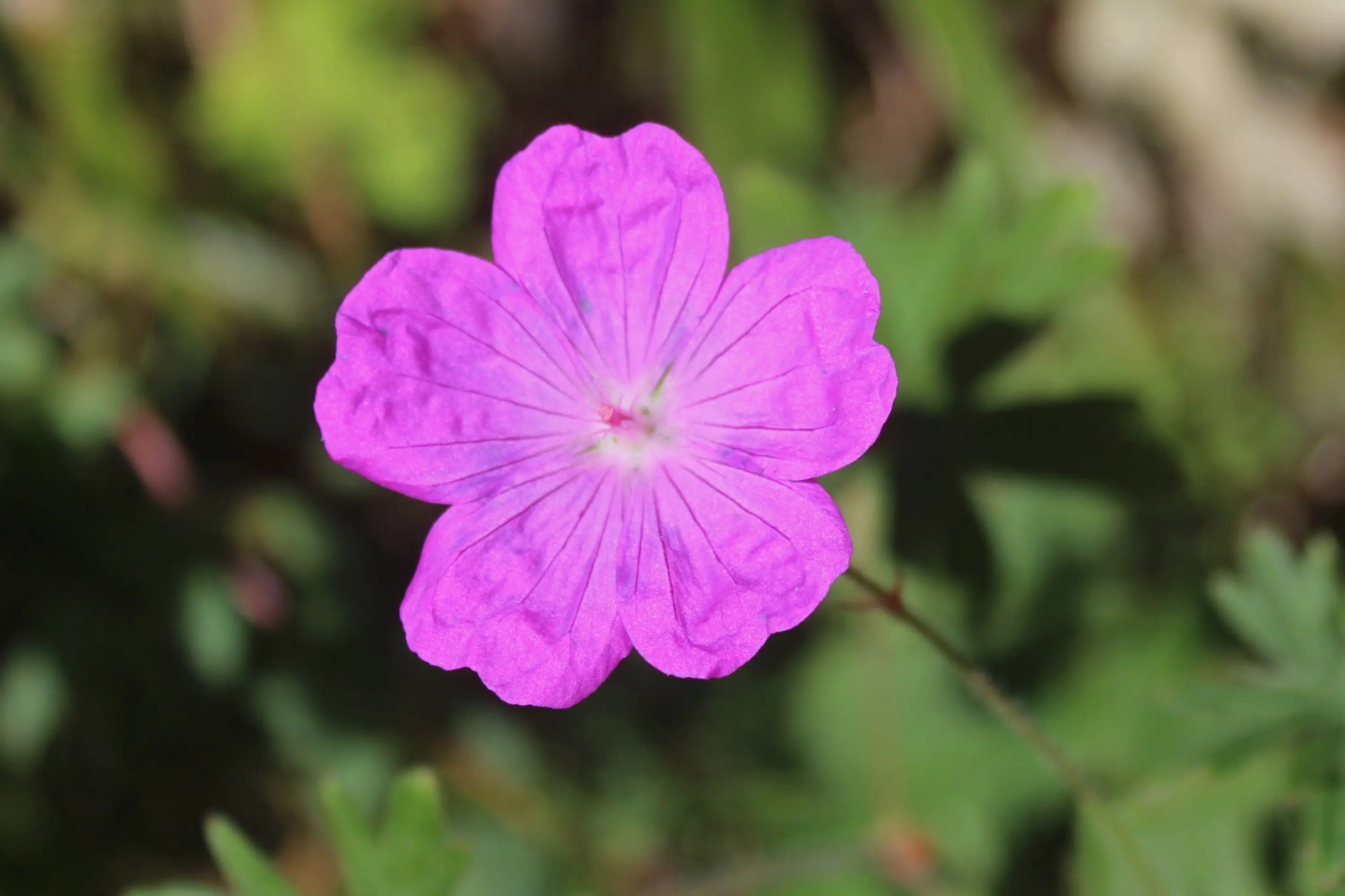 Fiore di colore viola con petali a forma di stella e venature chiare. Sullo sfondo, foglie verdi sfocate.