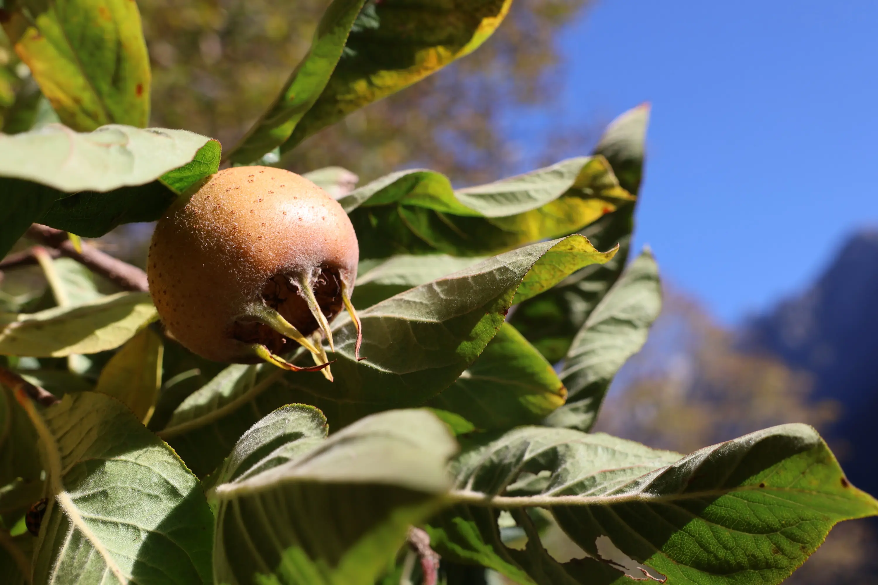 Un frutto di nespolo marrone, attaccato a un ramo, circondato da foglie verdi e lucide sotto un cielo blu.