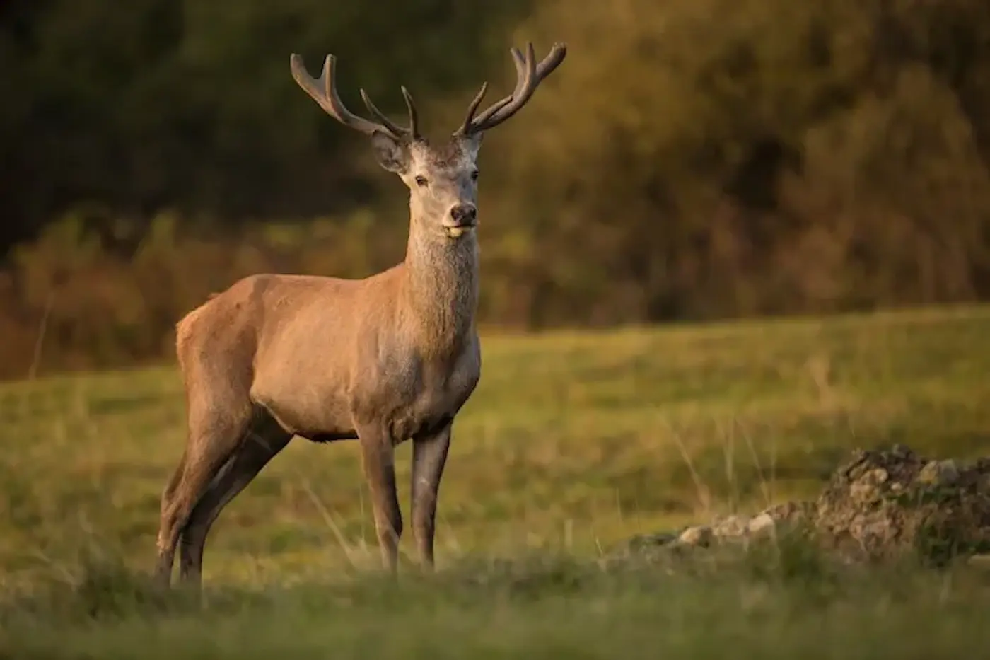 Cervo maschio con palchi, in piedi su un prato verde, circondato da alberi e natura. La luce del sole illumina il suo pelo.