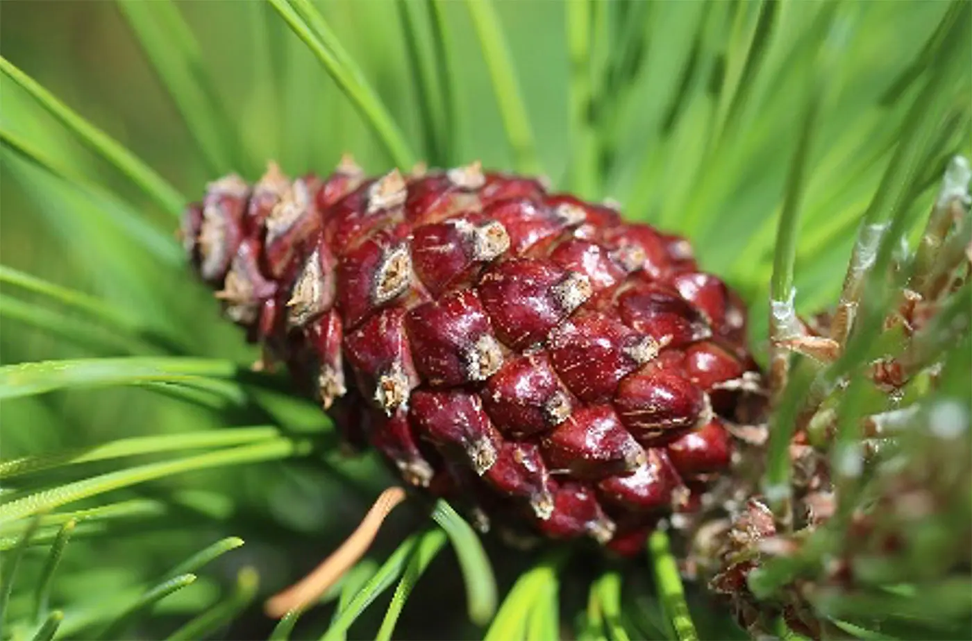 Cono di pino di colore rosso scuro, con squame ben definite, appoggiato su aghi verdi di pino.