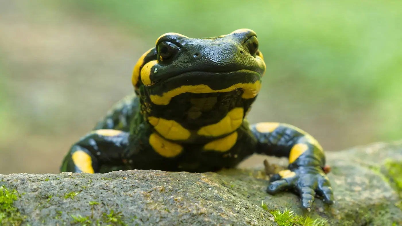 Un rospo con pelle nera e striature gialle si avvicina a un tronco ricoperto di muschio. Background sfocato con vegetazione verde.