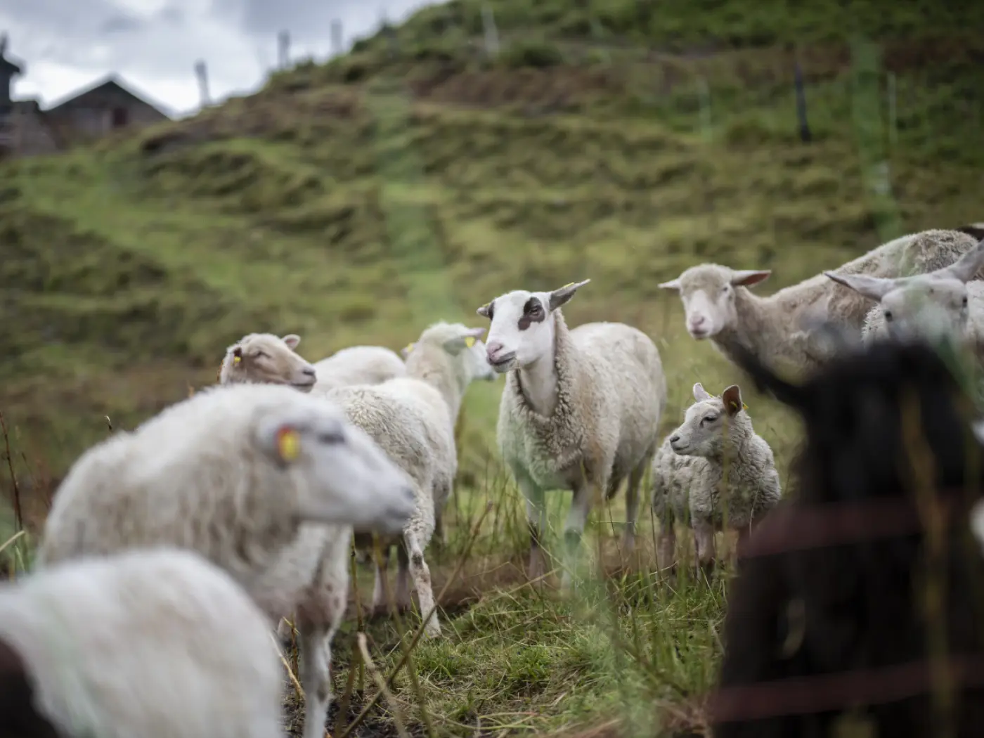 Un gruppo di pecore pascola su un prato verde, con alcune pecore bianche e un agnello. Sullo sfondo si intravede una collina e delle strutture in legno. Il cielo è nuvoloso.