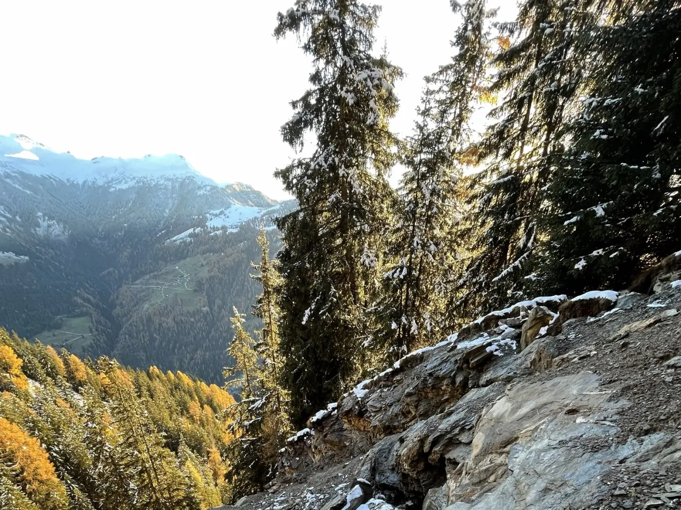 Foresta di conifere con nebbia e neve leggera, panoramica su montagne e valli. Il sole illumina le cime degli alberi in un paesaggio alpino.