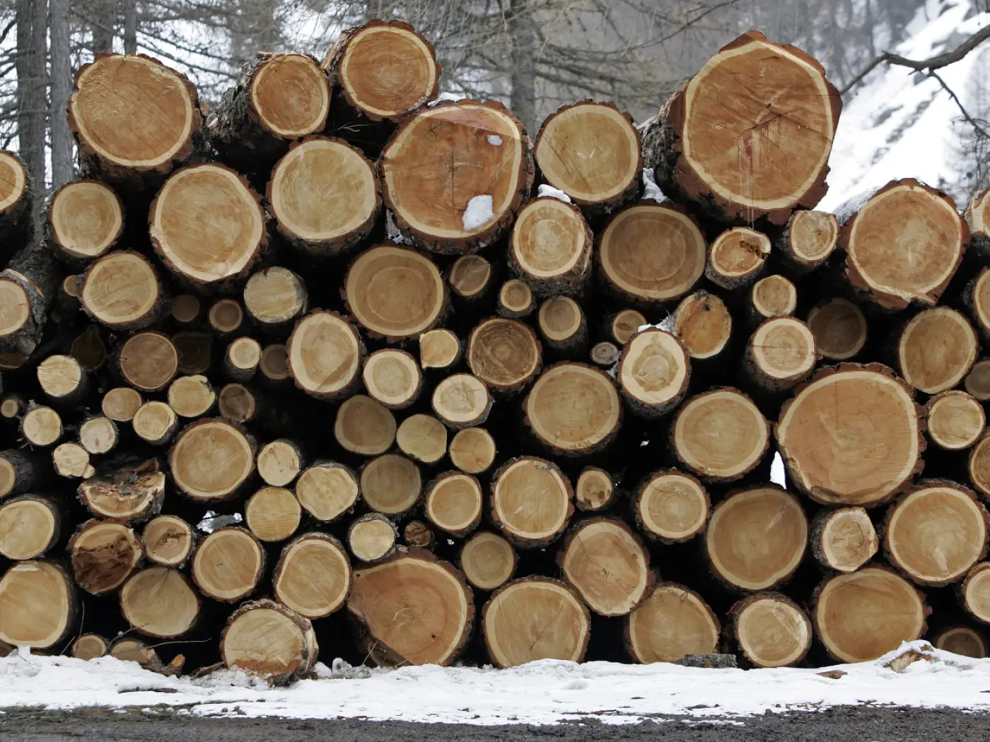 Un mucchio di tronchi d'albero tagliati, con fette di tronchi di varie dimensioni, su terreno innevato in un ambiente boschivo.
