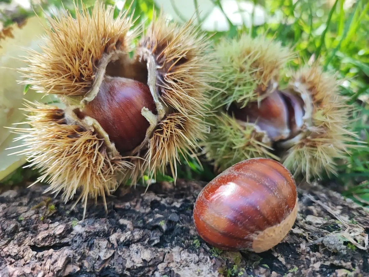 22&deg; Festival della Castagna - Anteprima: La cucina non ha confini?