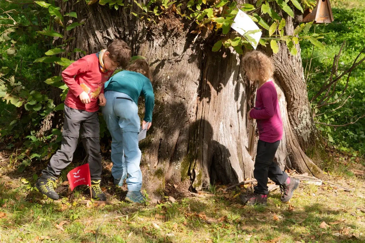 22&deg; Festival della Castagna - Il mistero delle castagne nascoste!
