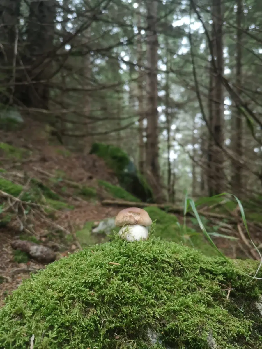 Giornate dei funghi a Soglio
