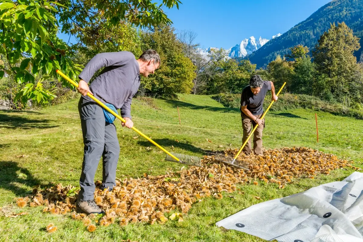 22&deg; Festival della Castagna - Visita alla cascina e aiuto nella raccolta delle castagne