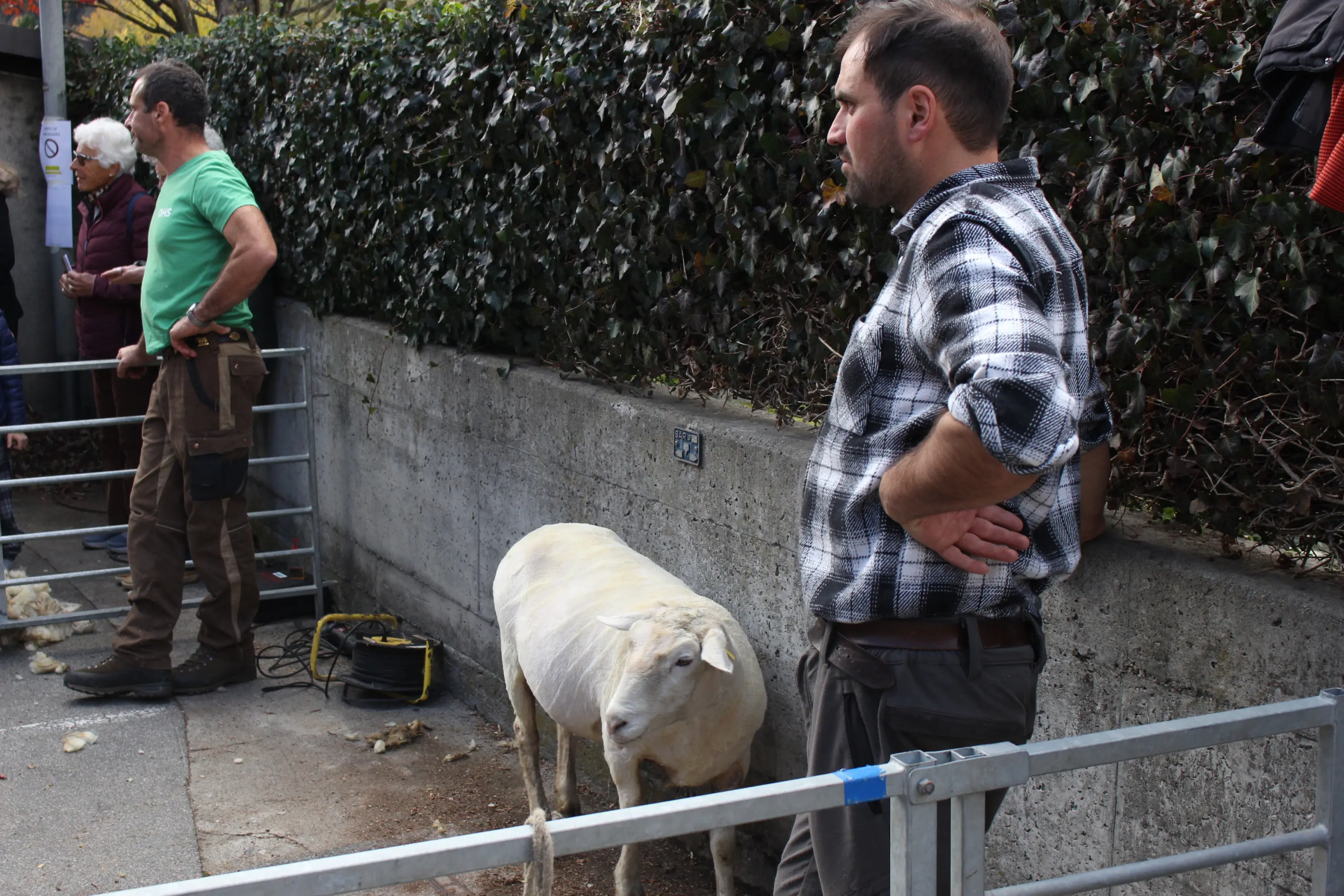 Due uomini in abbigliamento da lavoro vicino a un recinto. Un uomo con una maglietta verde e l'altro in camicia a quadri stanno osservando una pecora bianca all'interno del recinto. Sullo sfondo, c'è una siepe di piante verdi