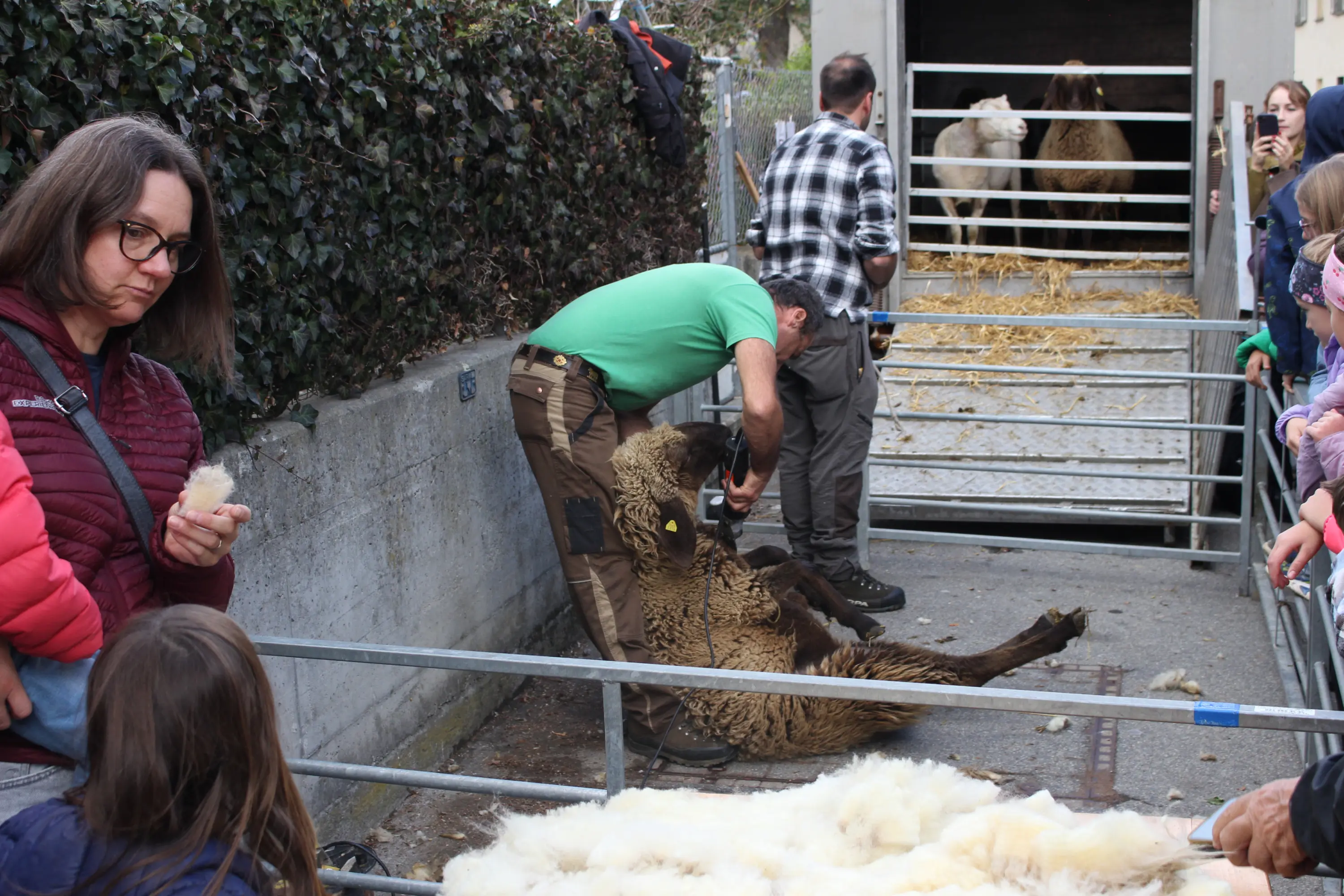 Un pastore tosando una pecora in un recinto, mentre un gruppo di persone osserva. Alcuni bambini si trovano accanto a un cancello, curiosi. Nel retro si vedono altre pecore dentro un camion.