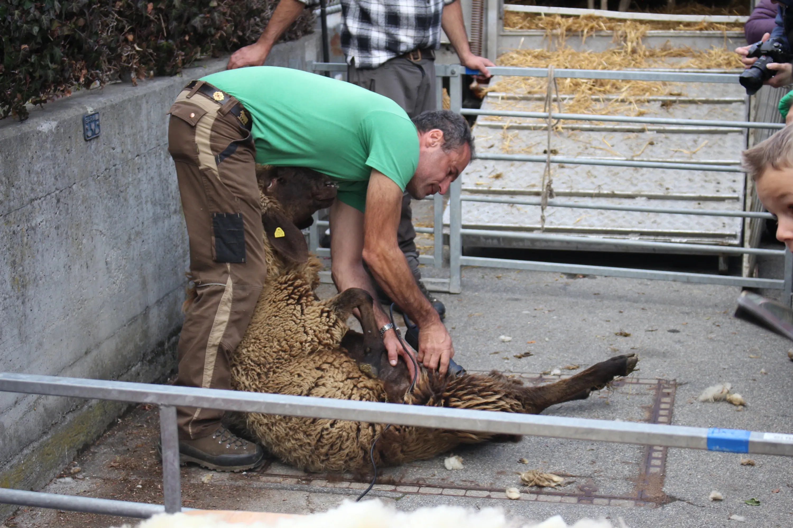 Un uomo professionista sta tosando una pecora in un'area all'aperto, mentre altre persone osservano. La pecora è sdraiata a terra e l'uomo utilizza delle forbici apposite per la tosatura.