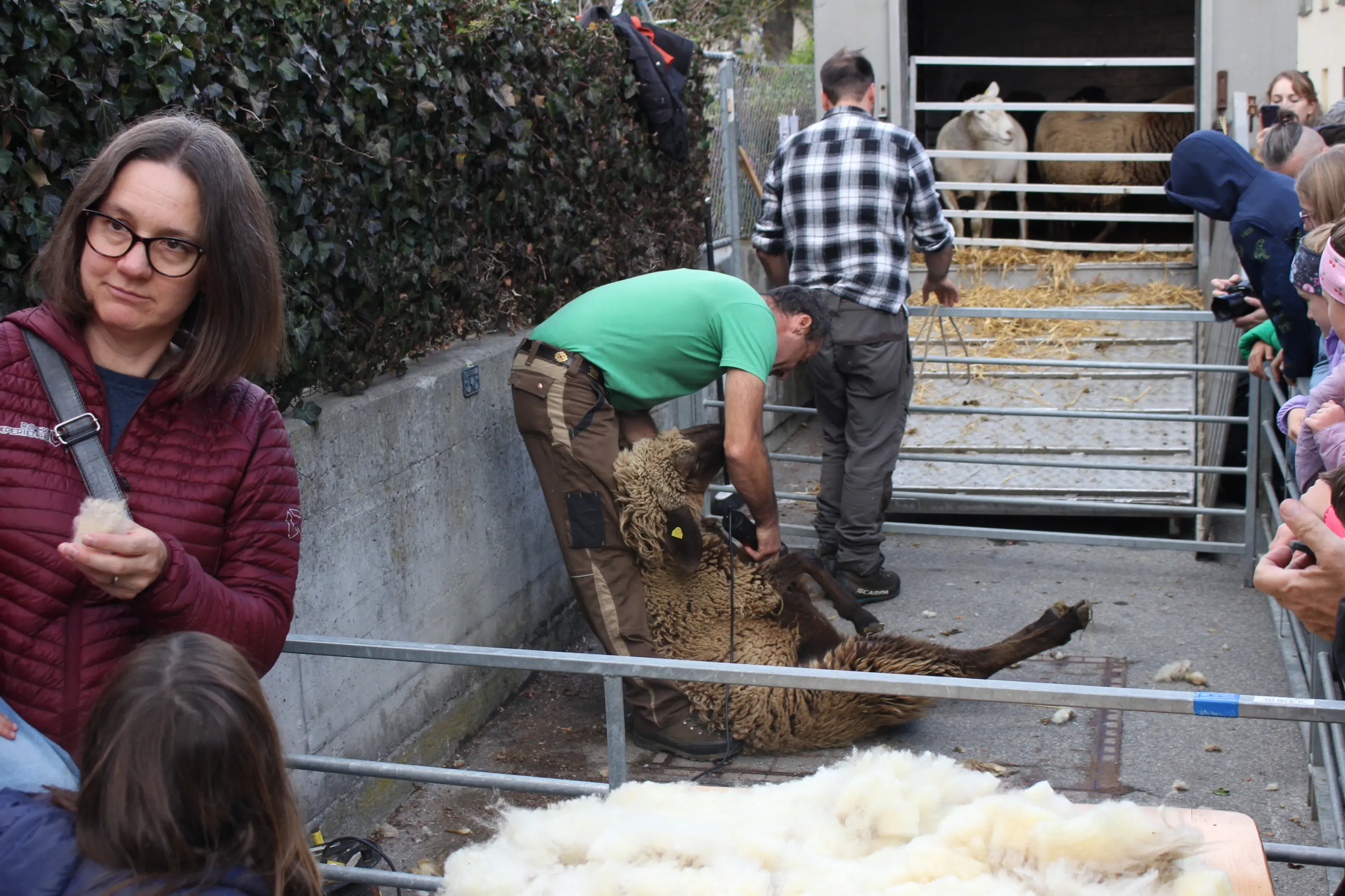 Un pastore tosando una pecora in un recinto all'aperto, mentre alcune persone osservano. Sullo sfondo, altre pecore stanno nel rimorchio. Un bambino guarda attentamente.