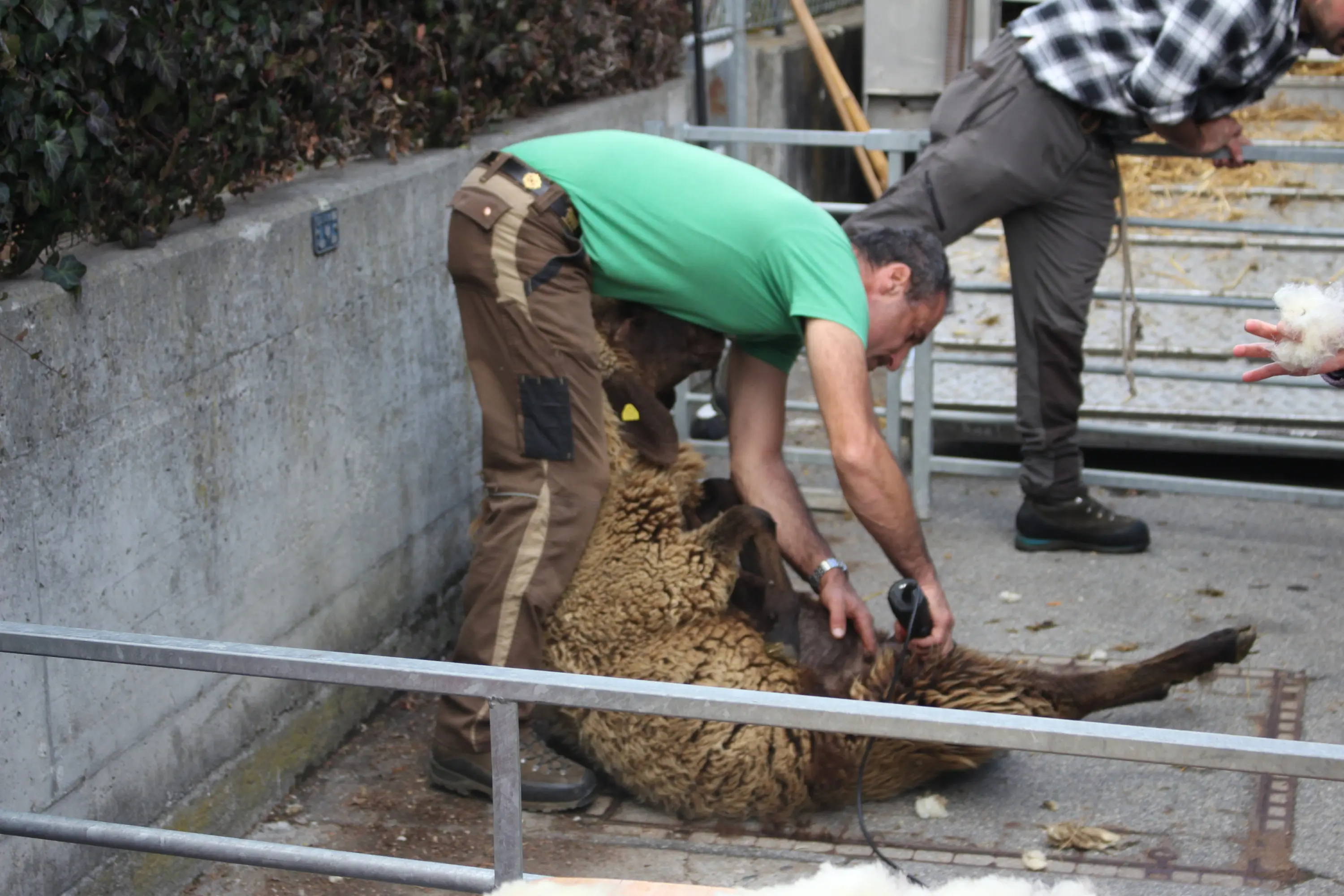 Un uomo sta tosando una pecora, tenendola in posizione sdraiata. Un'altra persona è visibile sullo sfondo, mentre ci sono ciuffi di lana sparsi a terra.