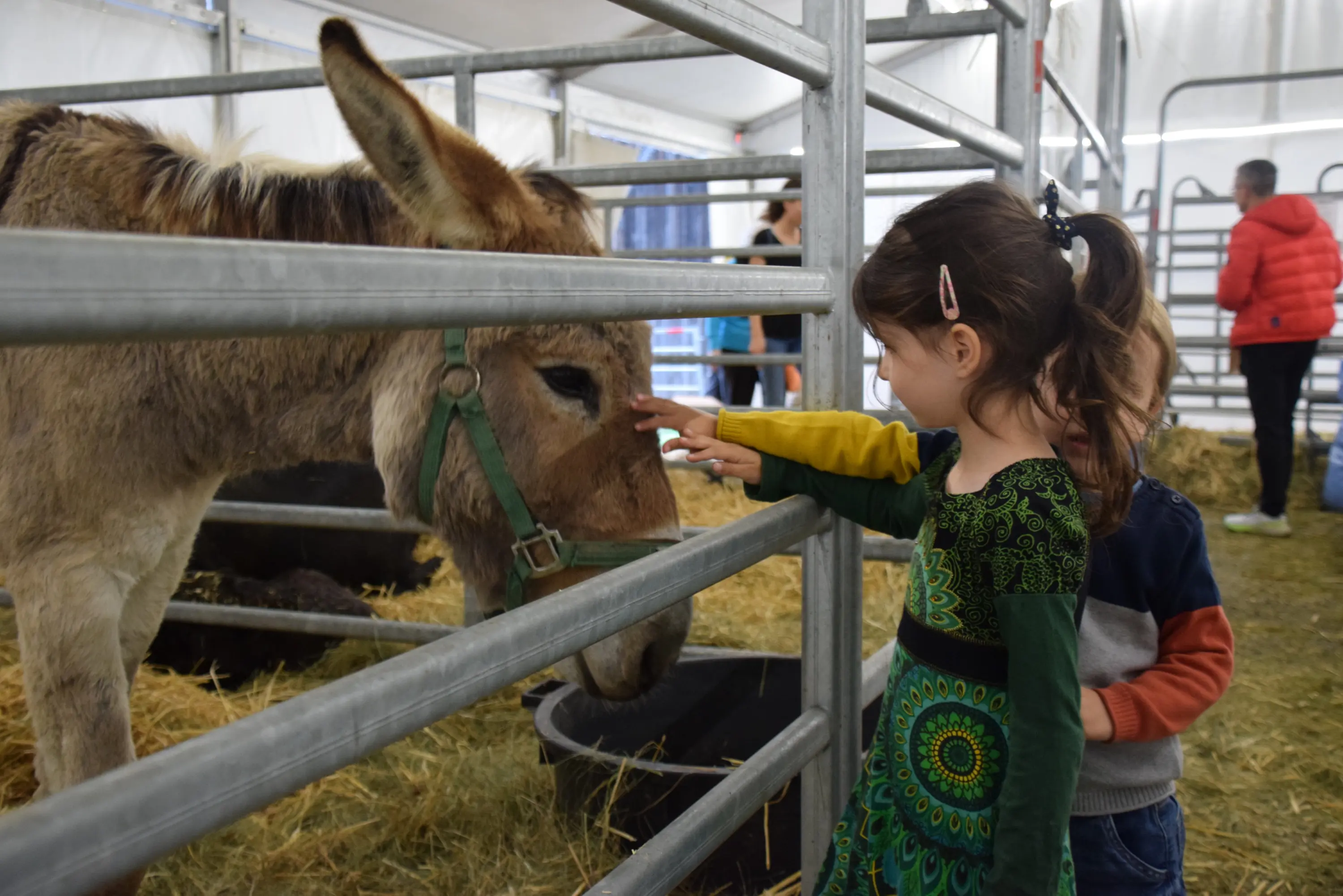 Una bambina accarezza un asino all'interno di una struttura con recinti, mentre un ragazzo si avvicina da dietro. Intorno ci sono persone e paglia sparsa sul pavimento.