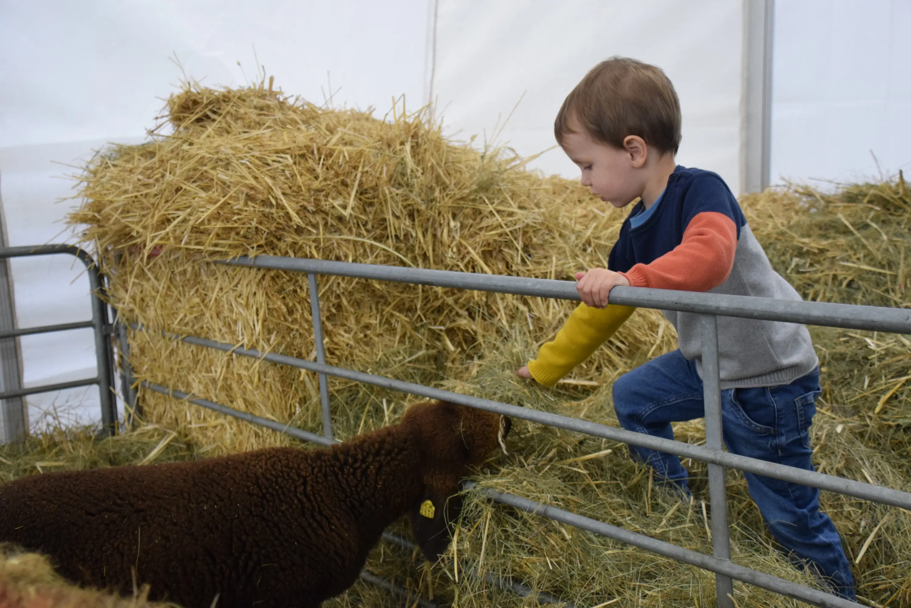 Un bambino esplora un recinto con un agnello mentre si arrampica su una staccionata di metallo. Sullo sfondo ci sono balle di fieno.