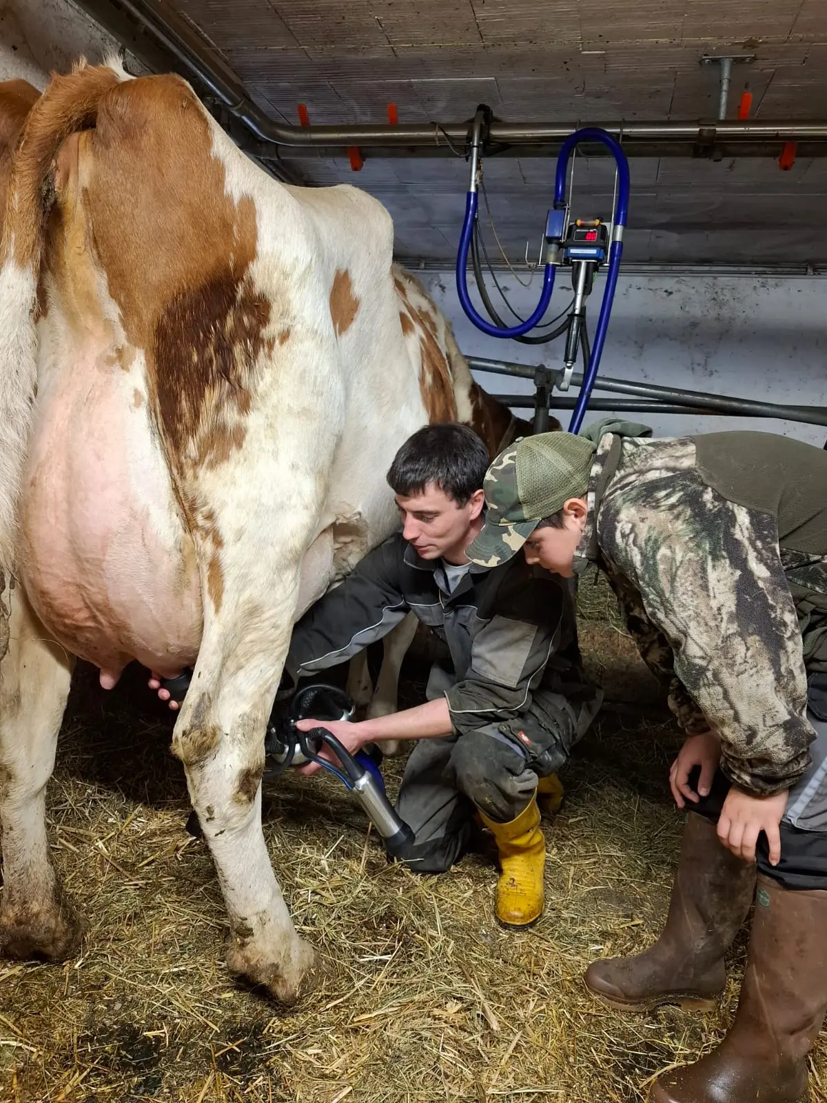 Due uomini muntono una mucca in una stalla. Uno dei due è inginocchiato accanto all'animale mentre utilizza un dispositivo per la mungitura. L'altro osserva attentamente. La stalla ha un pavimento di paglia e attrezzature visibili
