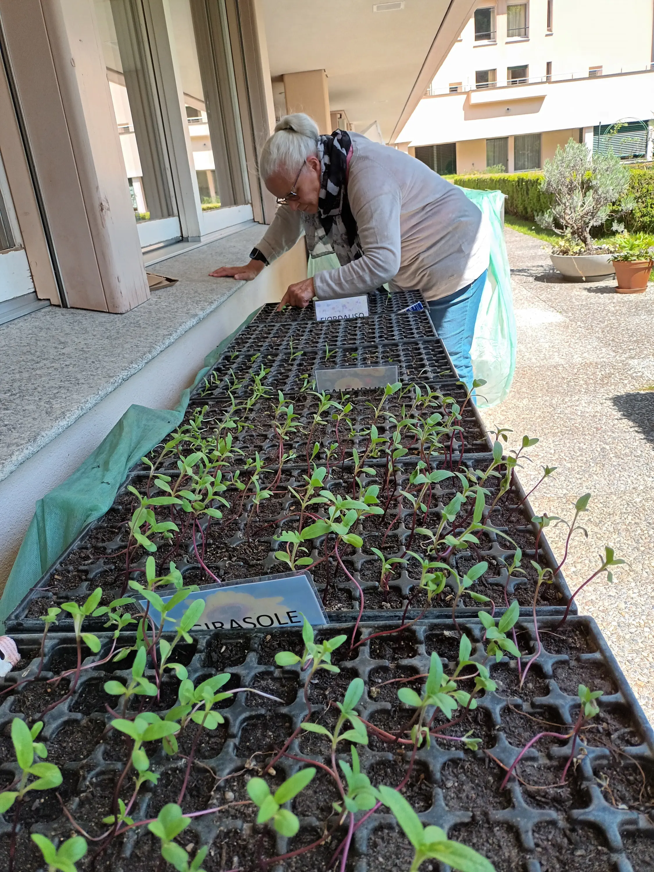 Una donna anziana si piega verso un vassoio di piantine verdi in crescimento su una terrazza. La piantina è disposta in modo ordinato, mentre sullo sfondo si vedono edifici e piante.