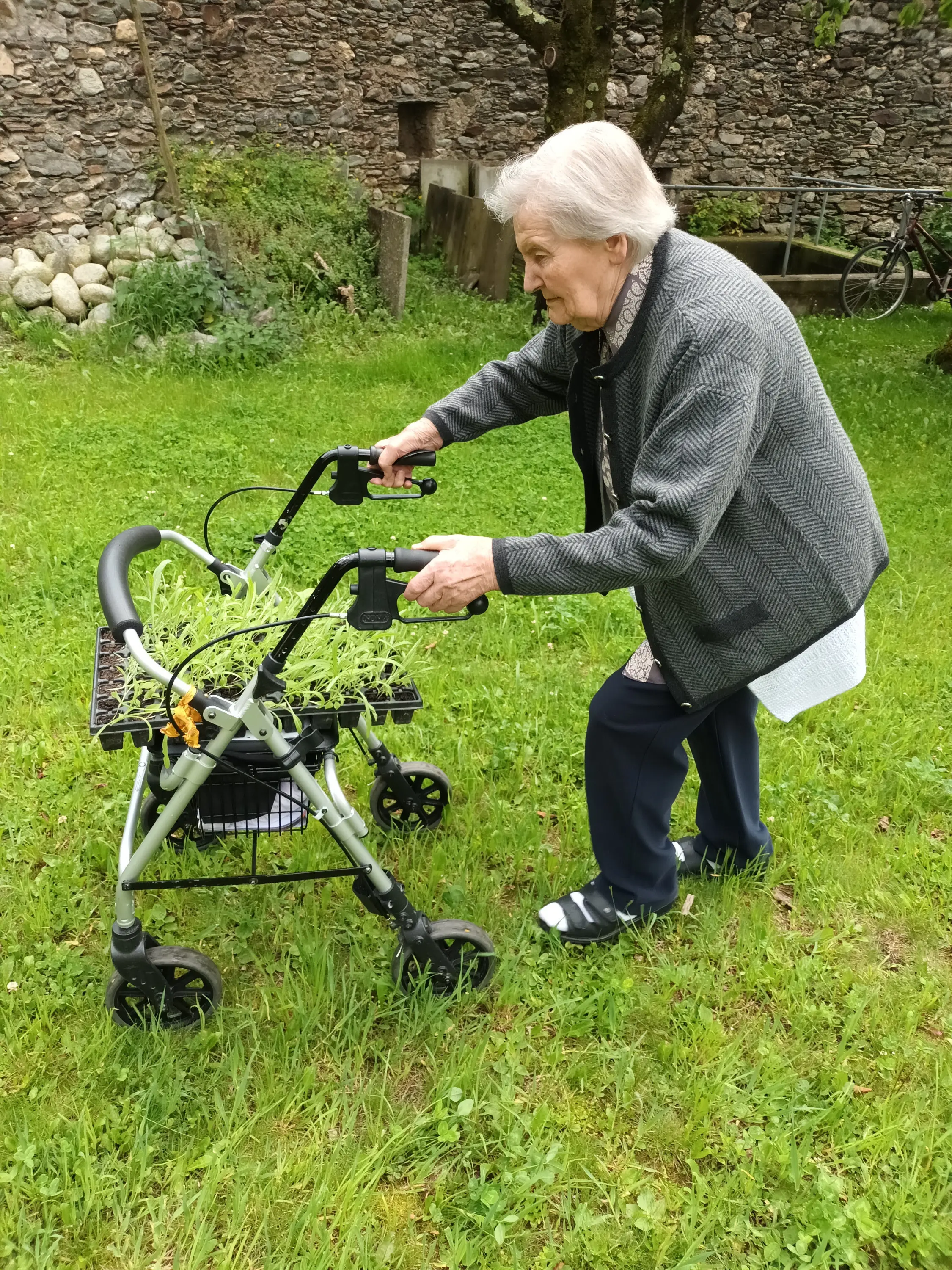 Una persona anziana utilizza un deambulatore mentre cammina su un prato verde. Indossa un cardigan grigio e si concentra sul percorso davanti a sé. Sullo sfondo si intravede una parete di pietra.