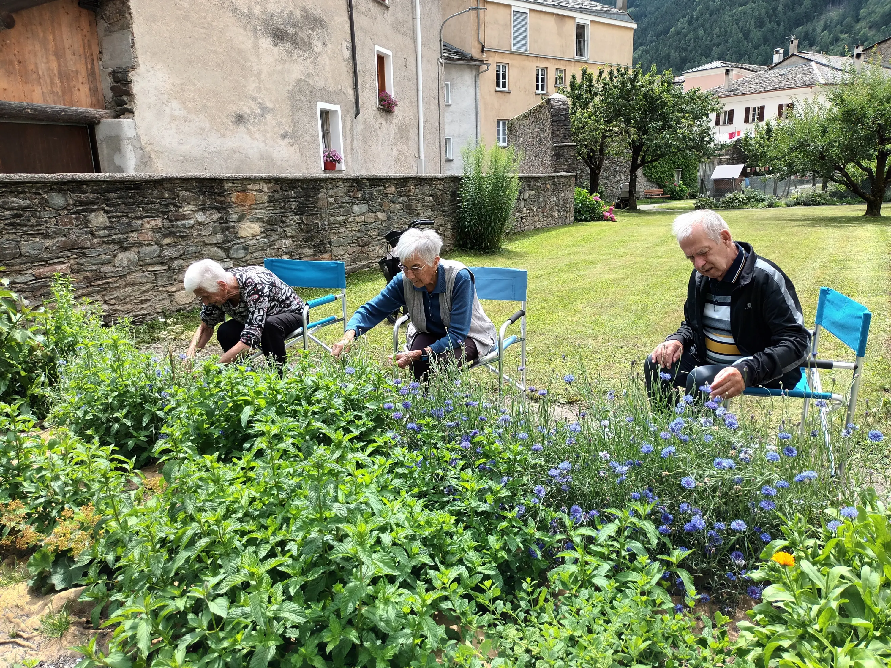 Tre anziani seduti su sedie blu, intenti a curare e raccogliere piante in un giardino verde. Sullo sfondo, edifici storici e alberi.