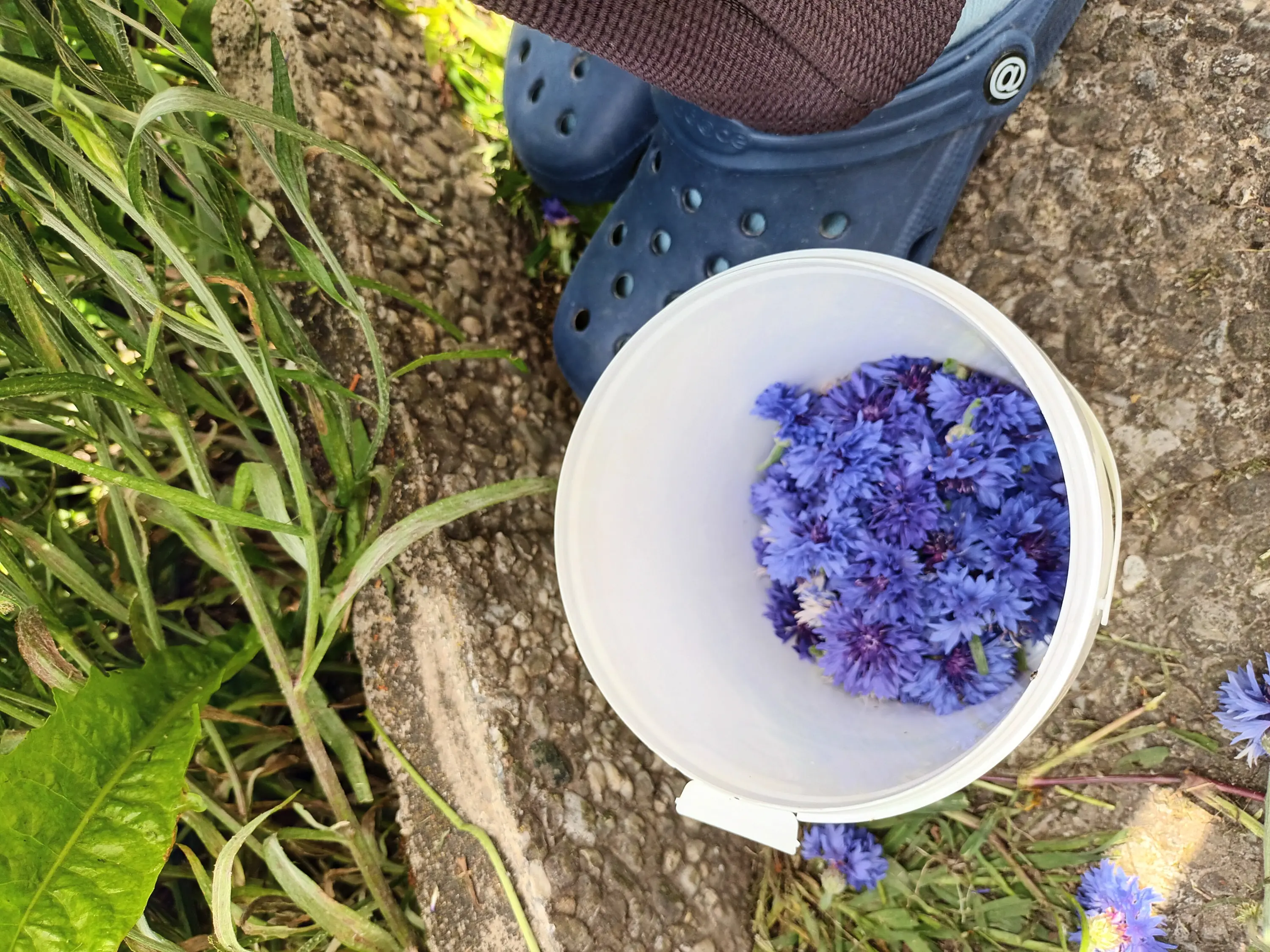 Un secchio bianco pieno di fiori blu, posato su un terreno di pietra. In fondo si vedono delle scarpe di plastica blu e delle piante verdi circostanti.