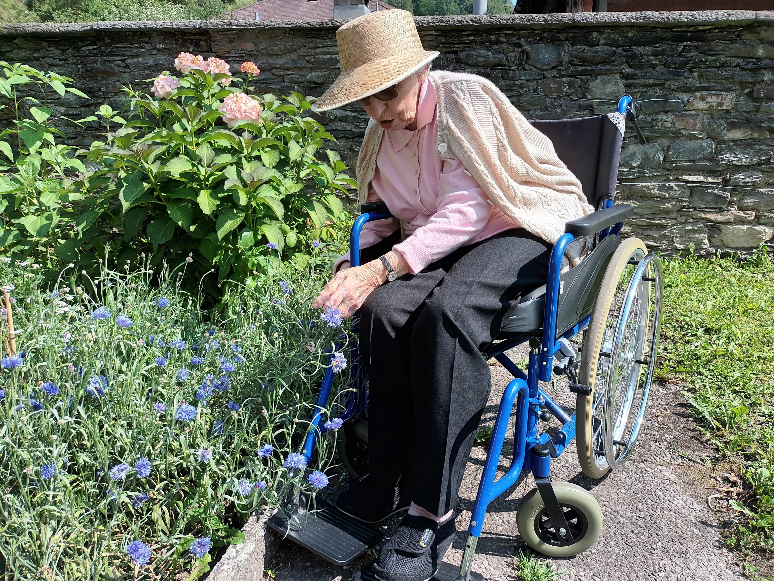 Una donna anziana seduta su una sedia a rotelle con un cappello di paglia, mentre raccoglie fiori blu in un giardino. Sullo sfondo, piante verdi e fiori rosa.