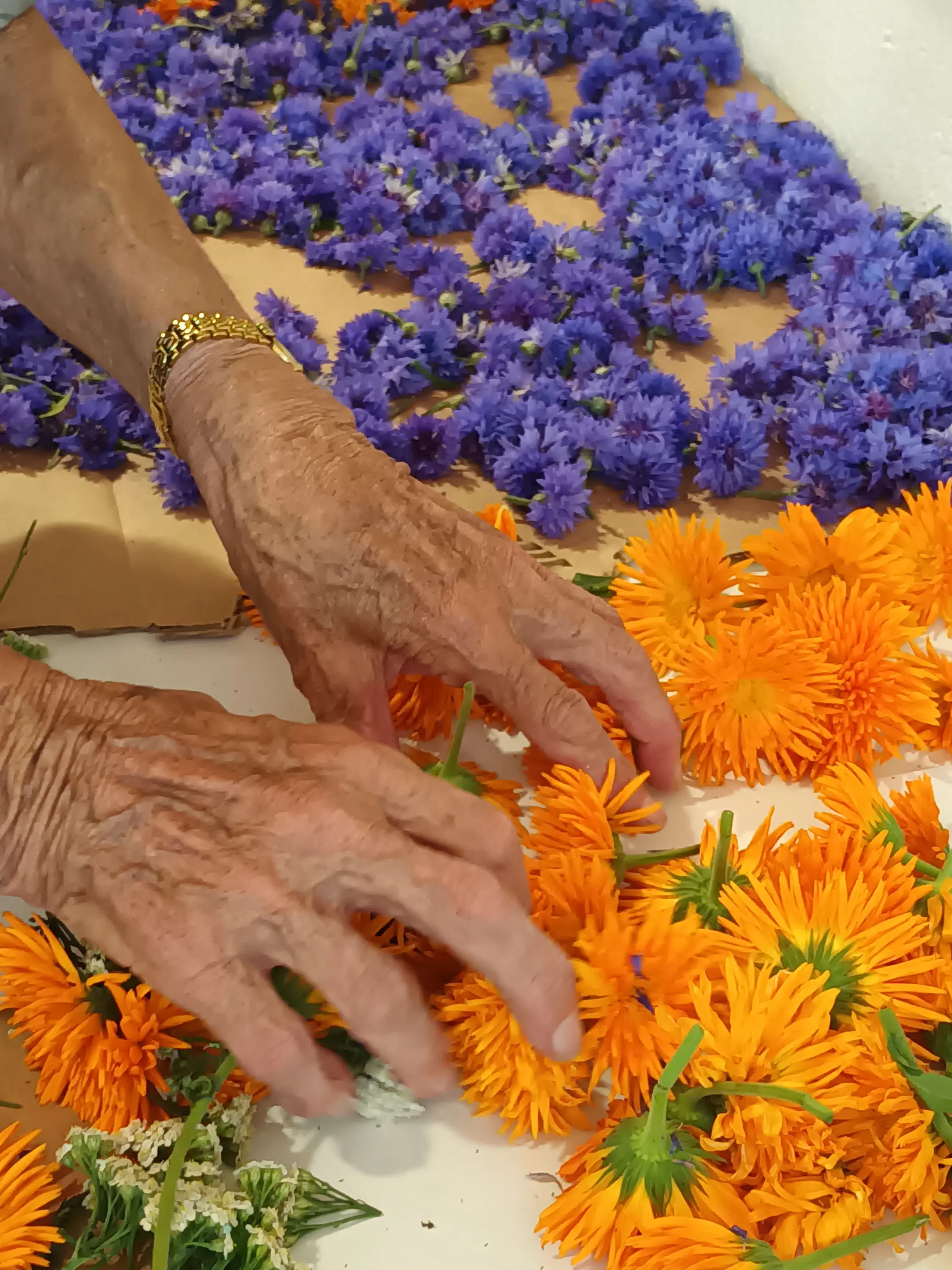 Mani di una persona anziana mentre sistemano fiori arancioni e viola su una superficie.