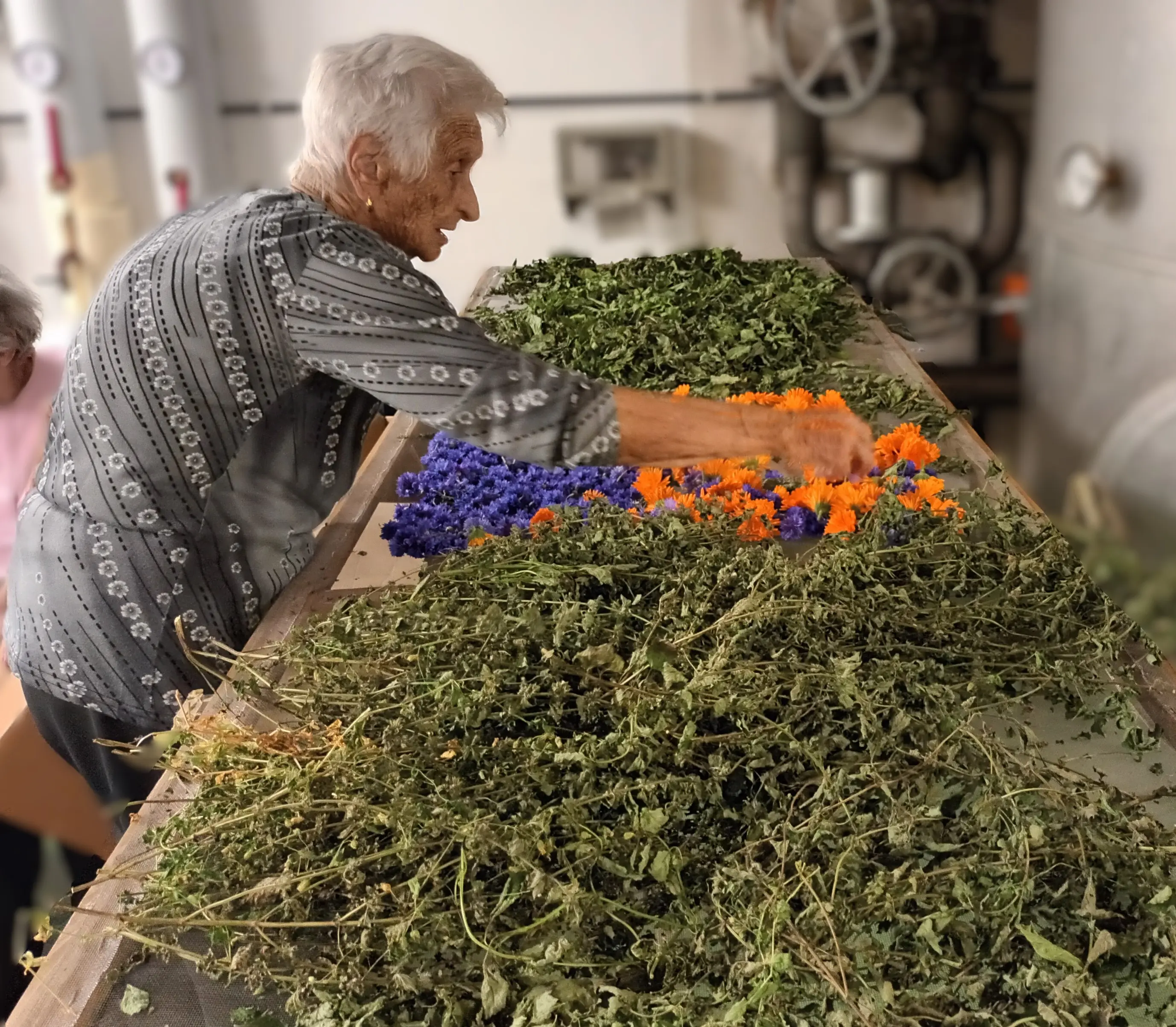 Una donna anziana sta sistemando erbe e fiori secchi su un tavolo, circondata da un ambiente di lavoro con attrezzature in background. I fiori arancioni e viola contrastano con le erbe verdi.