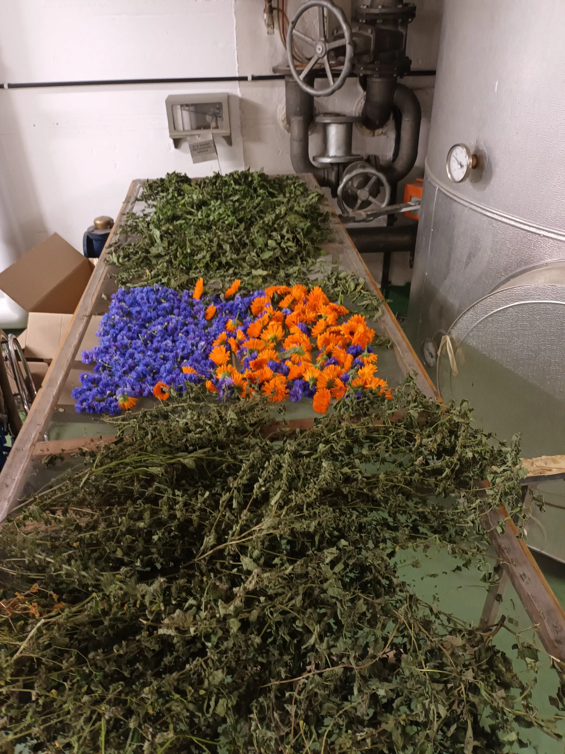 Fiori essiccati di diversi colori disposti su un tavolo, con foglie verdi, arancioni e blu. Sullo sfondo si intravedono tubi metallici e un ambiente di lavoro.