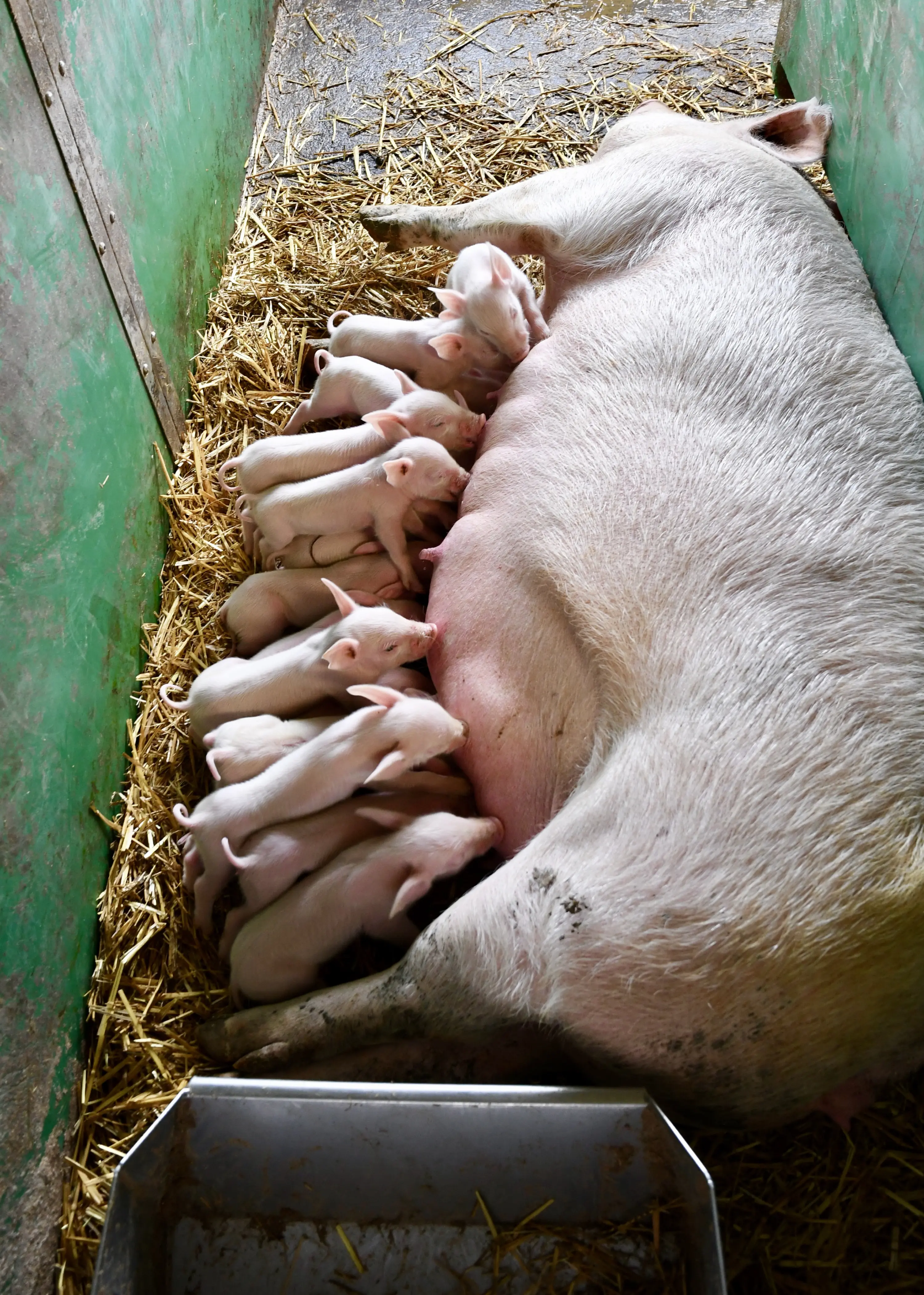 Una scrofa sdraiata su paglia, circondata da una dozzina di piccoli maialini che succhiano il latte.