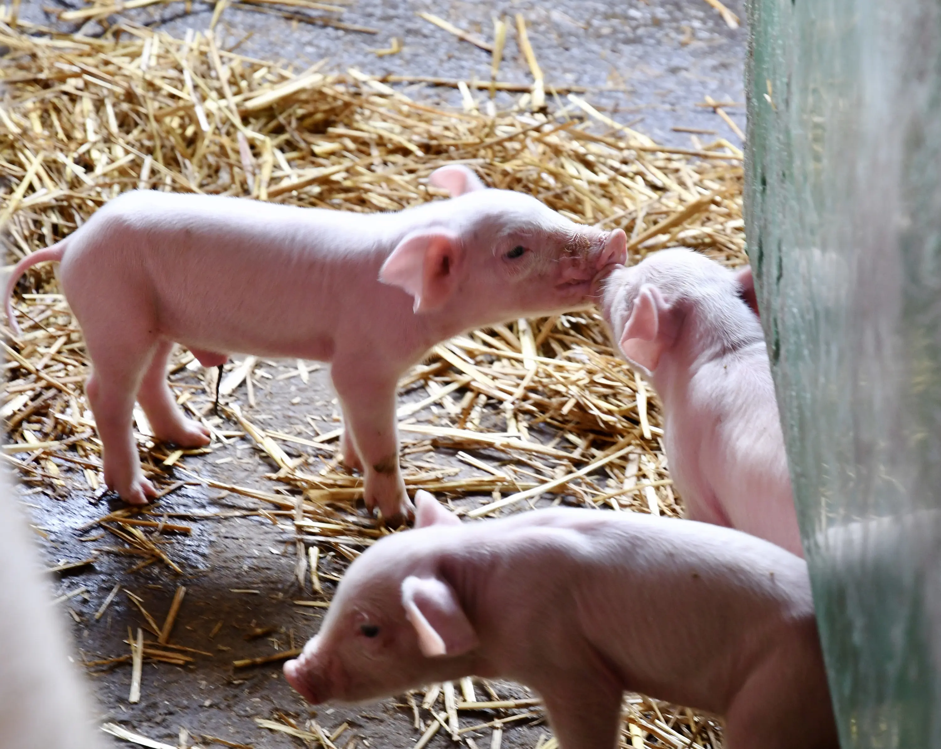 Tre piccoli maialini rosa giocano in una stalla con paglia sul pavimento. I maialini si avvicinano l'uno all'altro, mostrando curiosità e viv