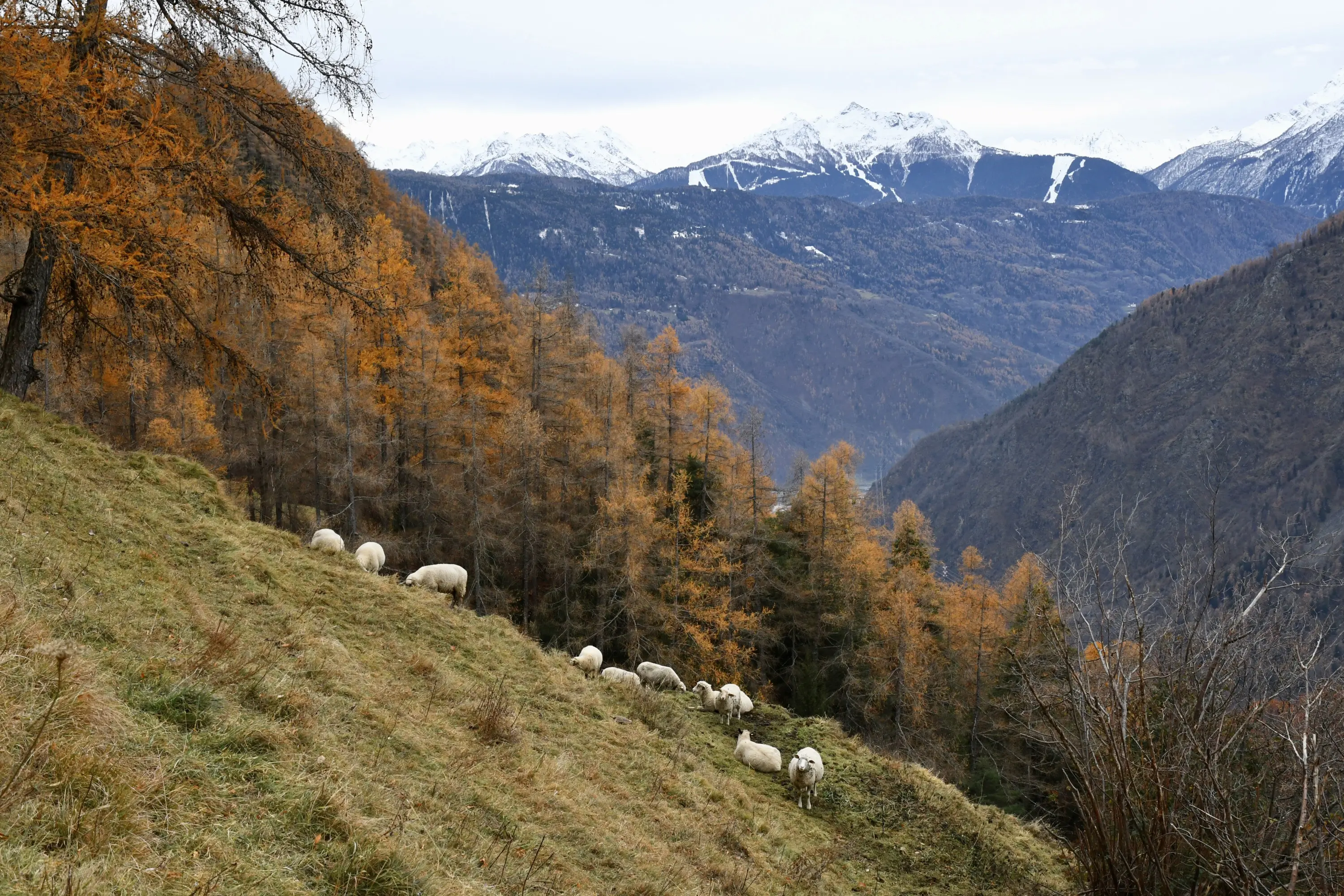 Un gruppo di pecore pascola su un pendio erboso, circondato da alberi autunnali con foglie gialle e un paesaggio montano sullo sfondo