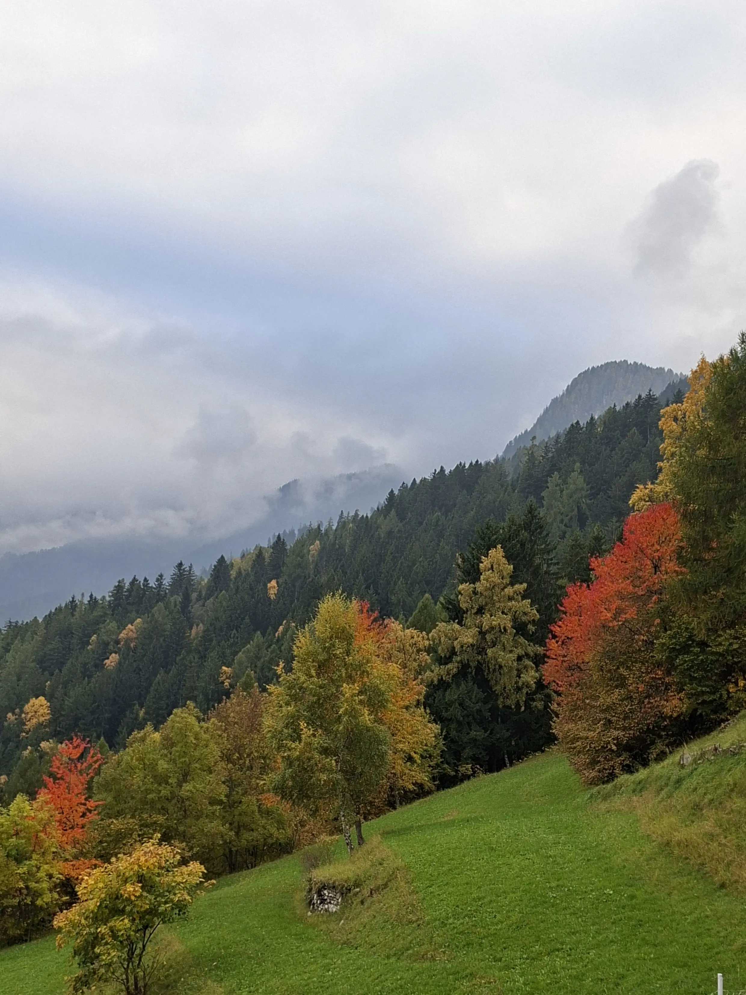 Paesaggio montano con alberi dai colori autunnali. Una distesa di prati verdi si estende davanti a una foresta di conifere e latifoglie, mentre le nuvole grigie si stagliano sulle montagne sullo sfondo.