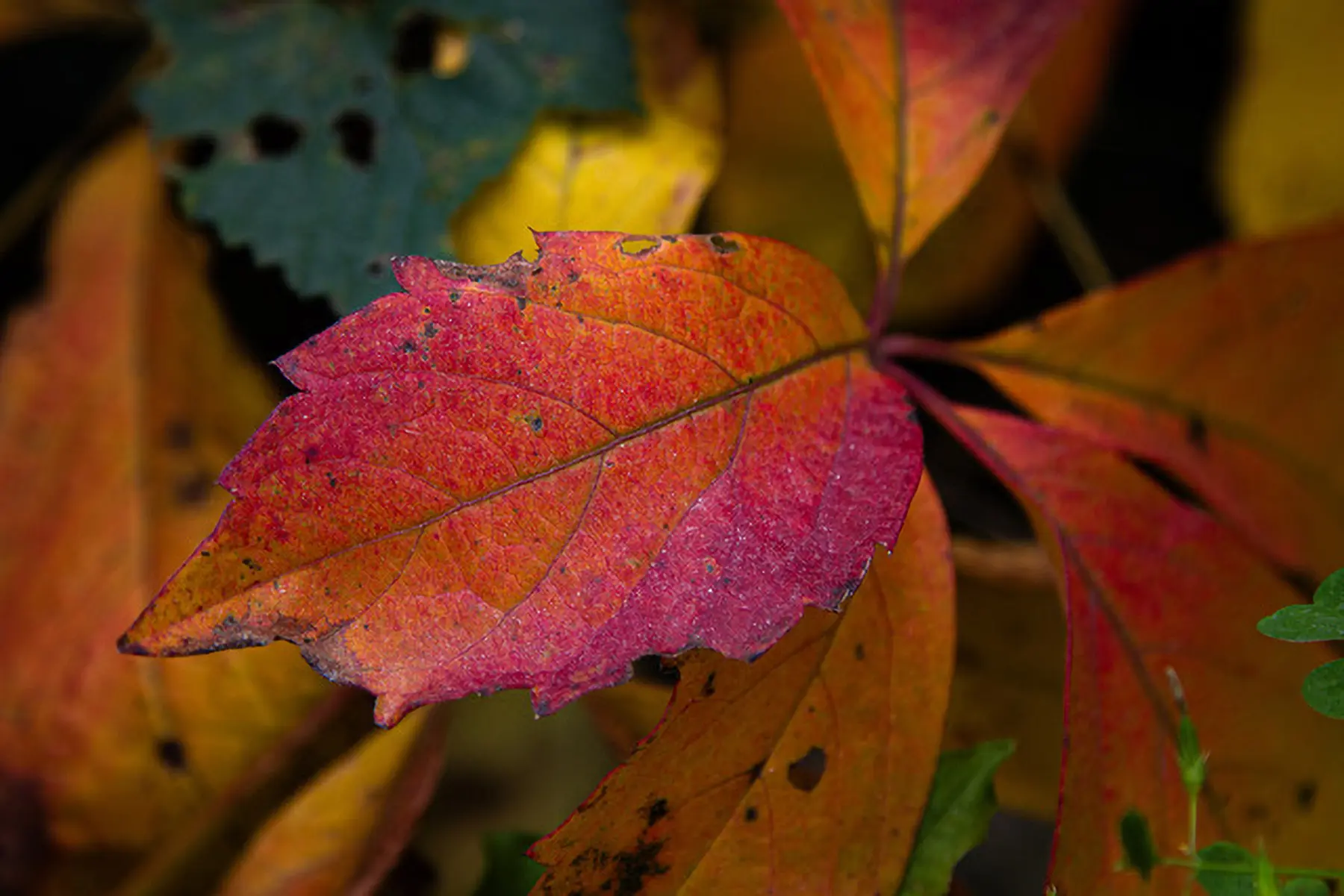 Foglia autunnale di colore rosso e arancione, circondata da foglie verdi e gialle. Dettagli evidenti delle venature e piccole macchie scure.