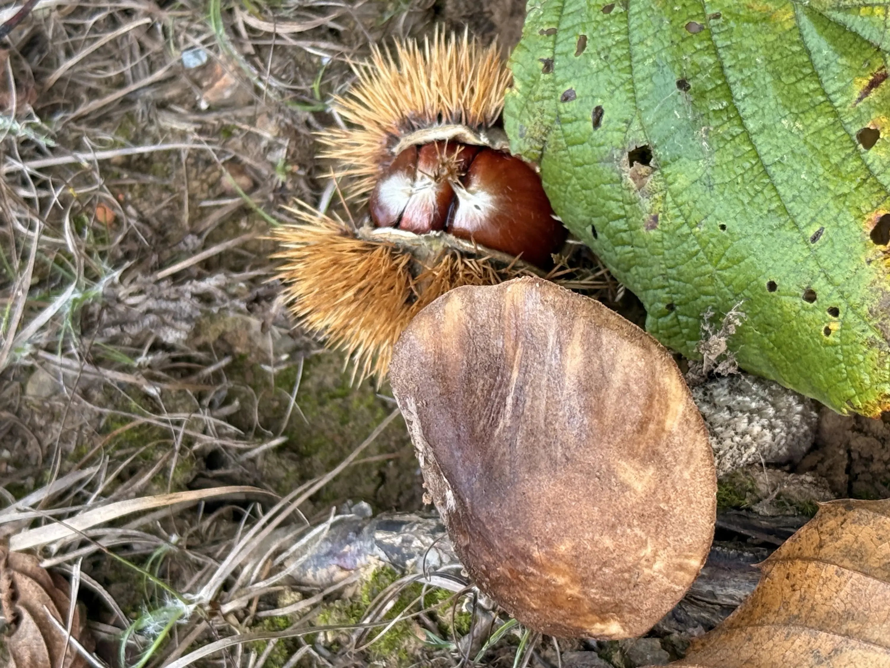 Una castagna ricoperta da un guscio spinoso, accanto a una castagna aperta con il suo guscio marrone chiaro, circondata da foglie verdi e terreno naturale.
