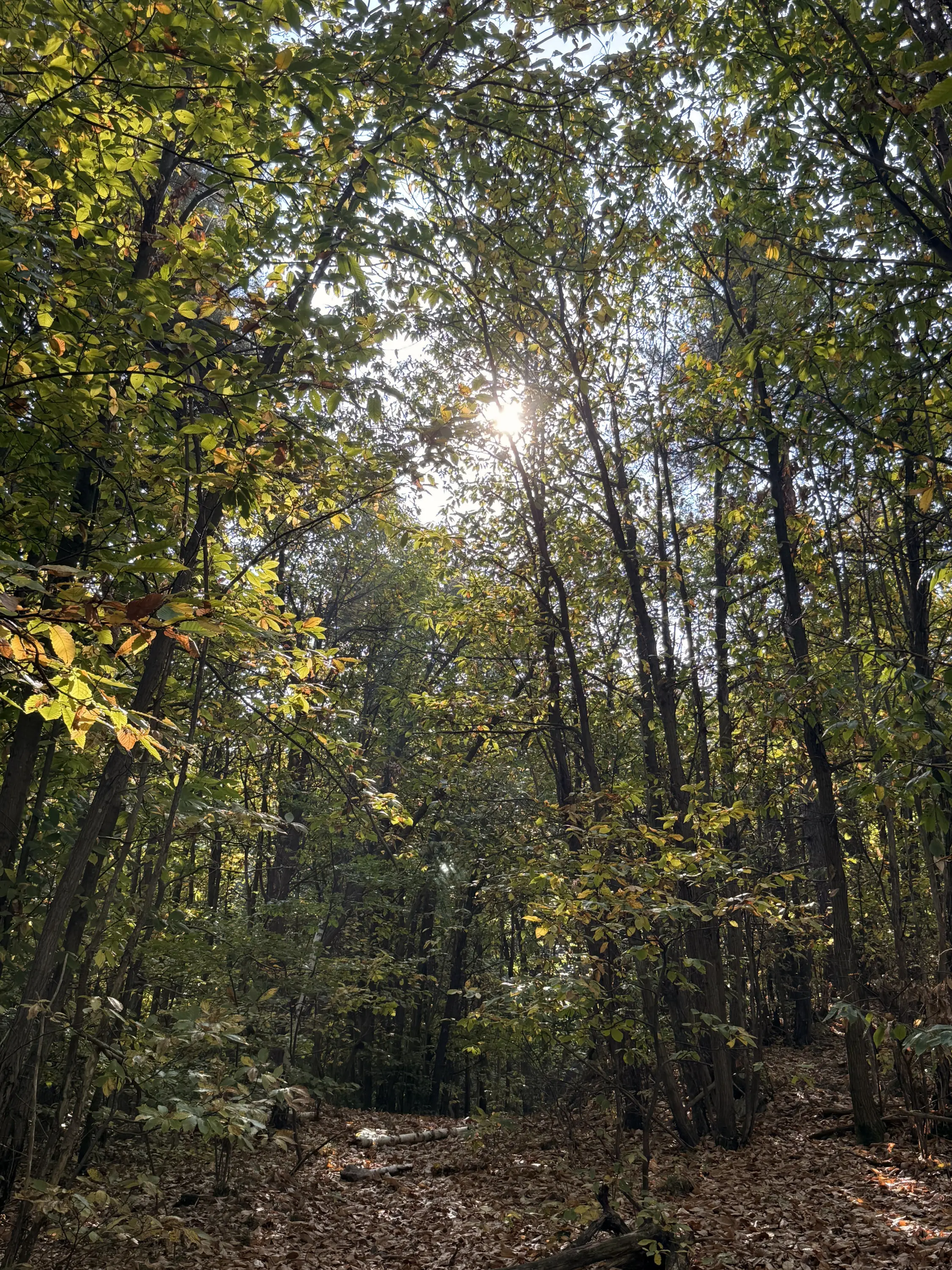 Un sentiero boschivo tra alberi verdi, con il sole che filtra tra le foglie. Foglie sparse sul terreno.
