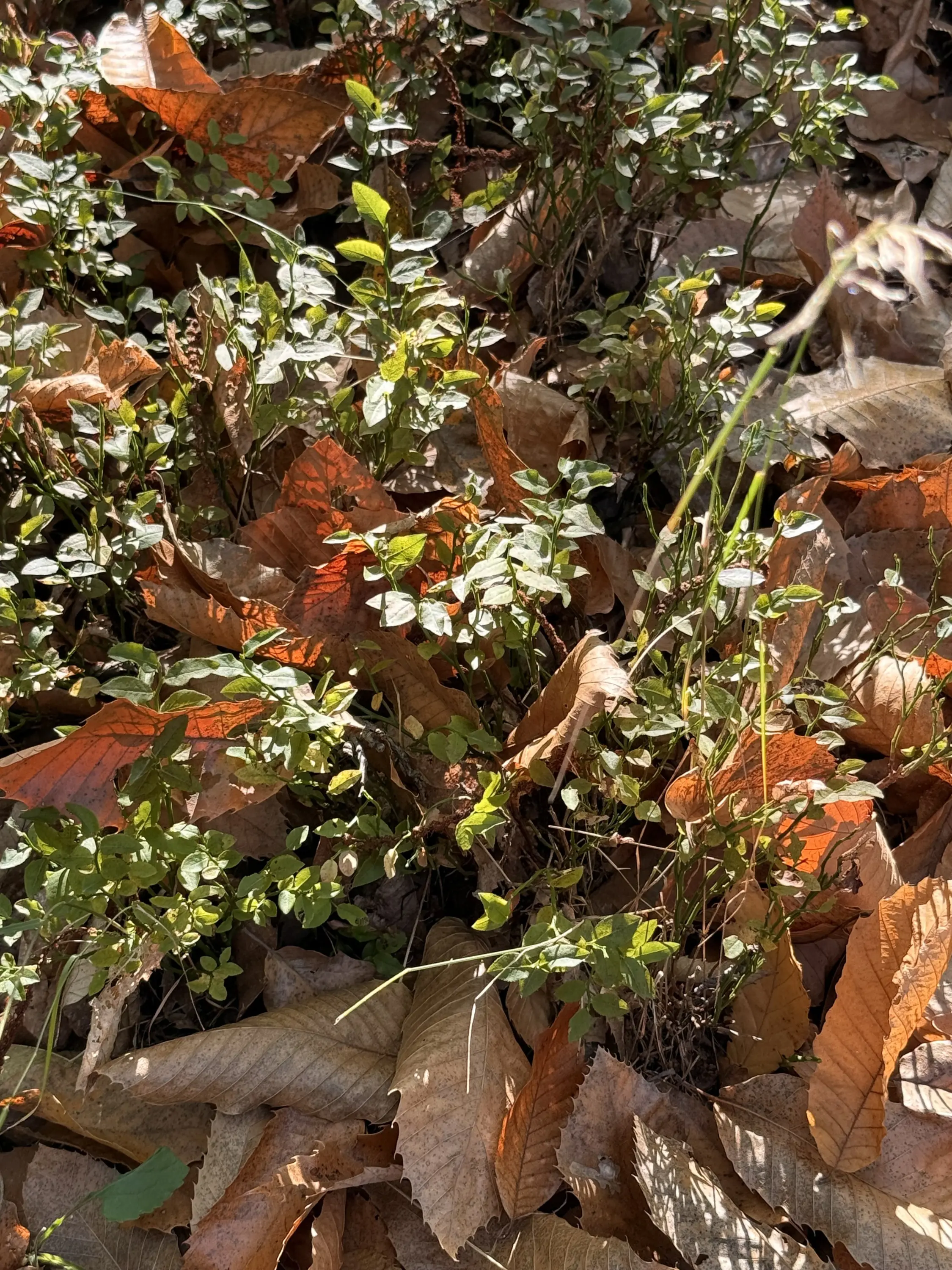 Foglie secche mescolate a piante verdi, con tonalità marroni e ruggine, create da una tappeto di vegetazione in un contesto naturale.