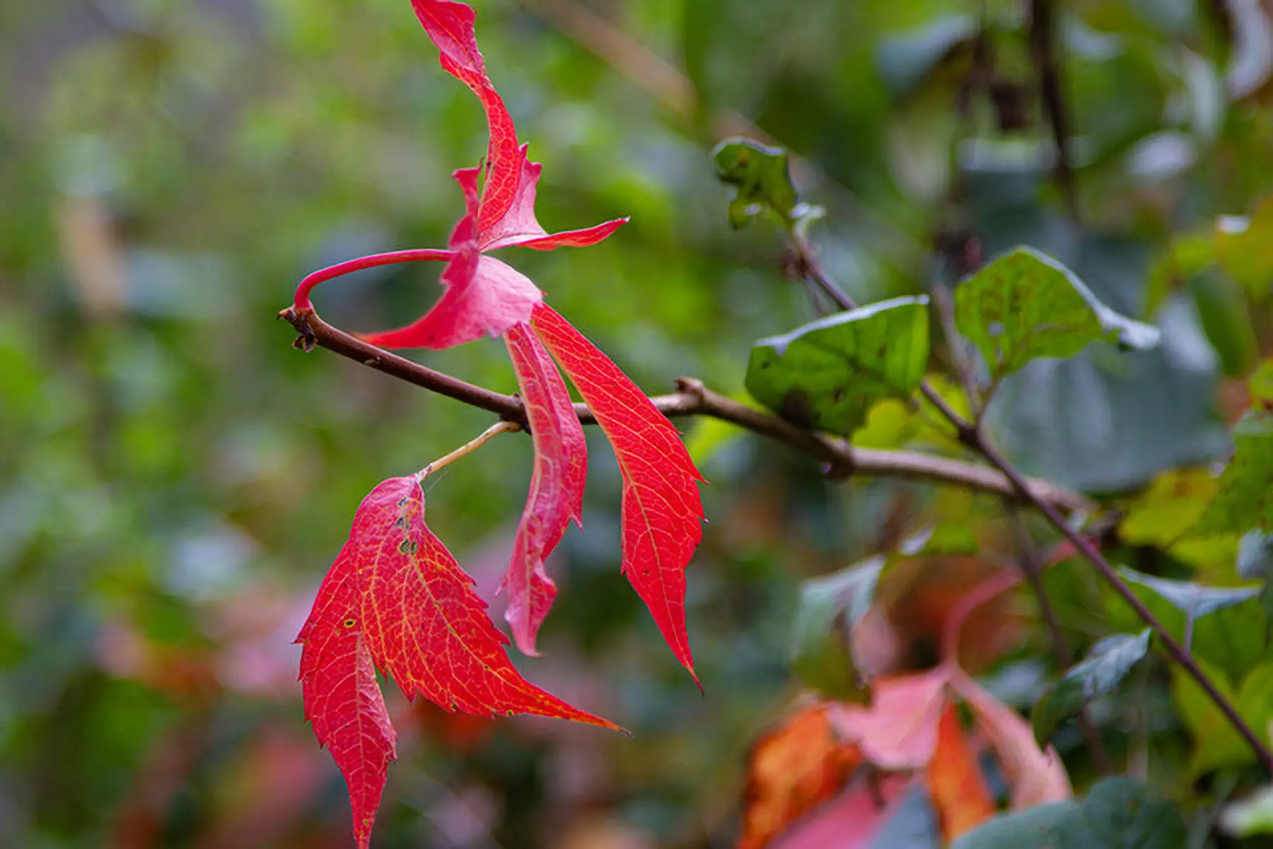 Foglie rosse e verdi su un rametto, con l'ambiente sfocato di sfondo. Le foglie rosse mostrano venature dettagliate, segno di autunno.