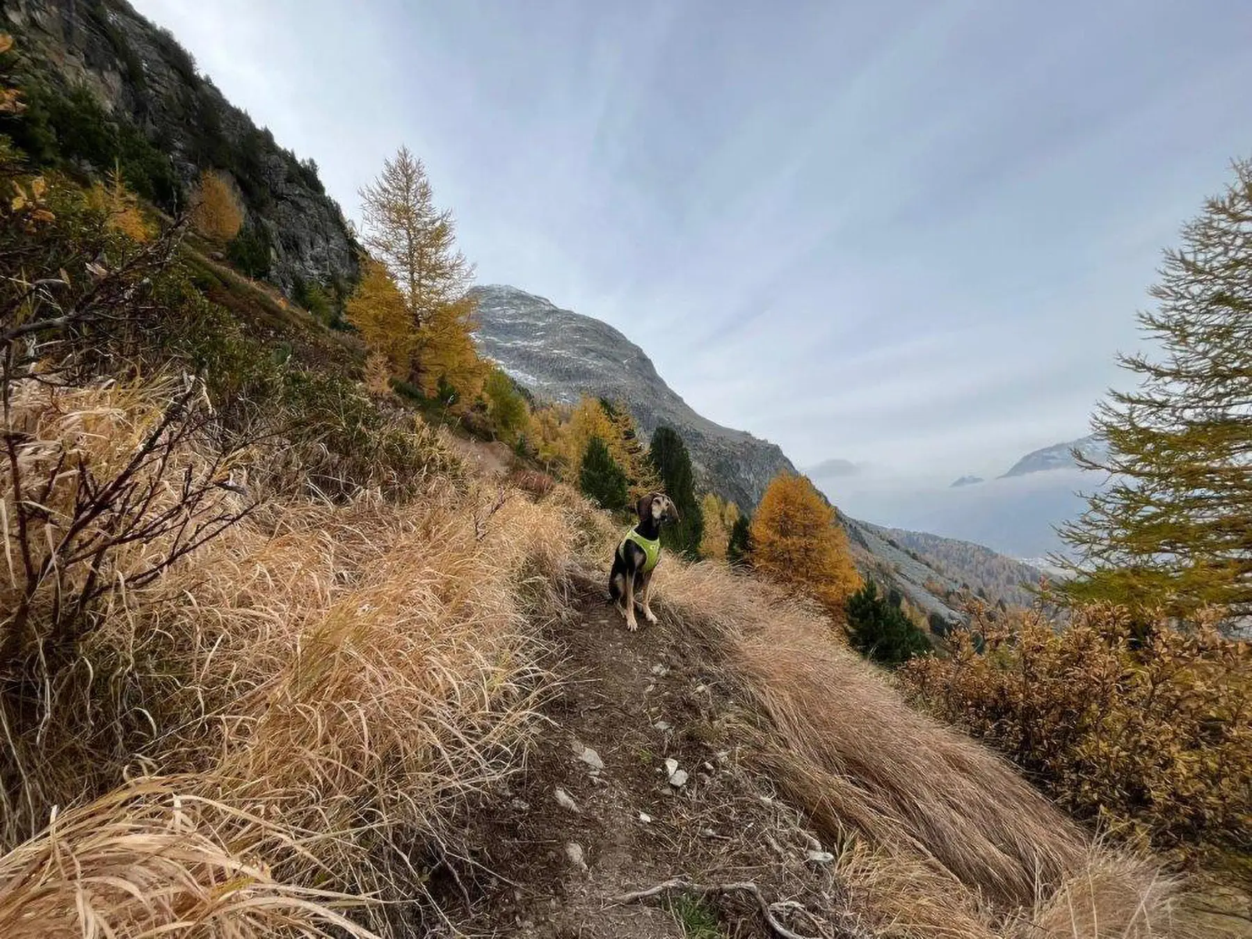 Un cane di razza mista si trova su un sentiero montano circondato da erba secca e alberi autunnali. Sullo sfondo, si vedono montagne e un cielo nuvoloso.